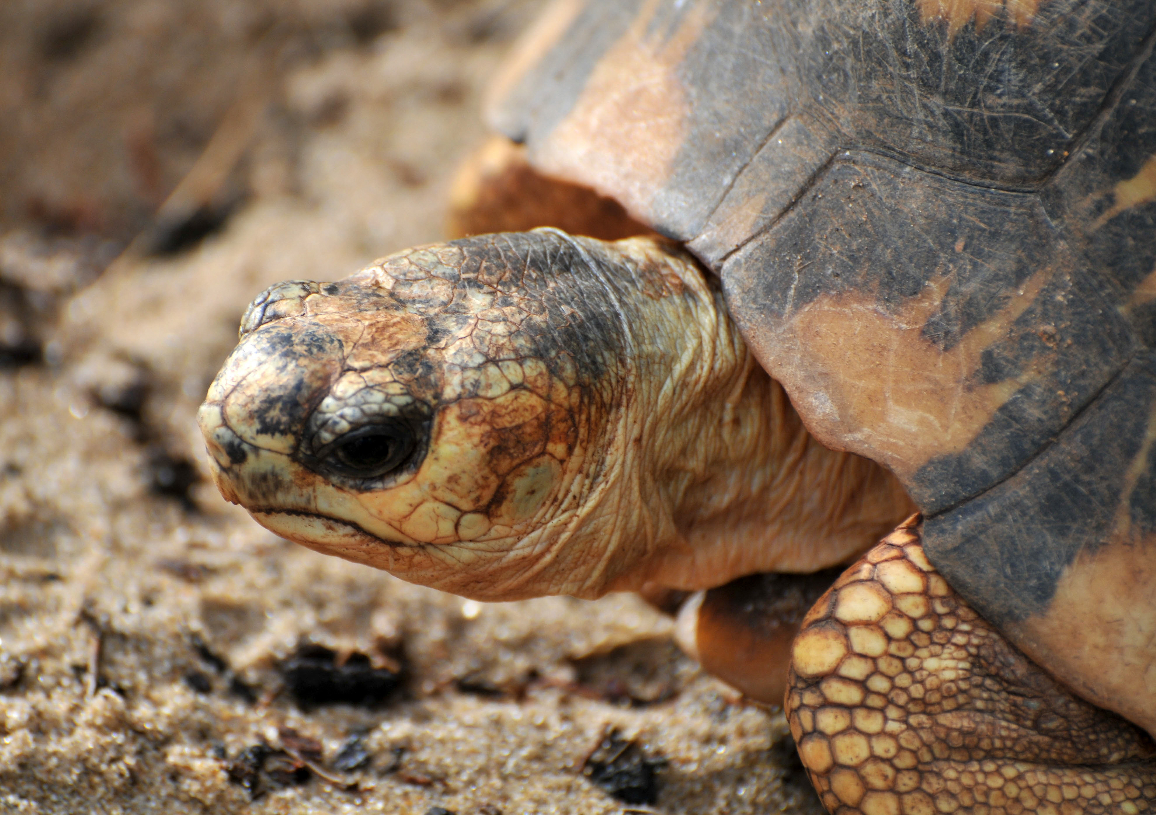 Strahlenschildkröte an der Ostküste Madagaskars