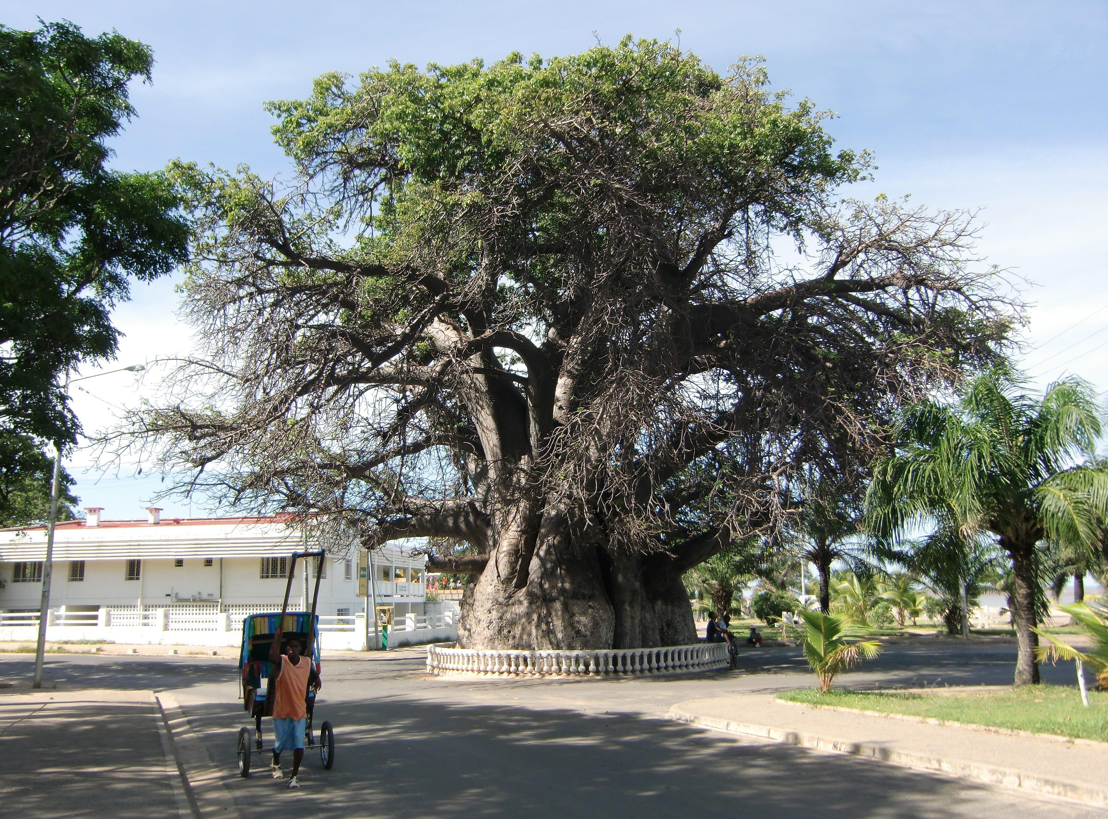 Der größte Baobab der Welt in Mahajanga