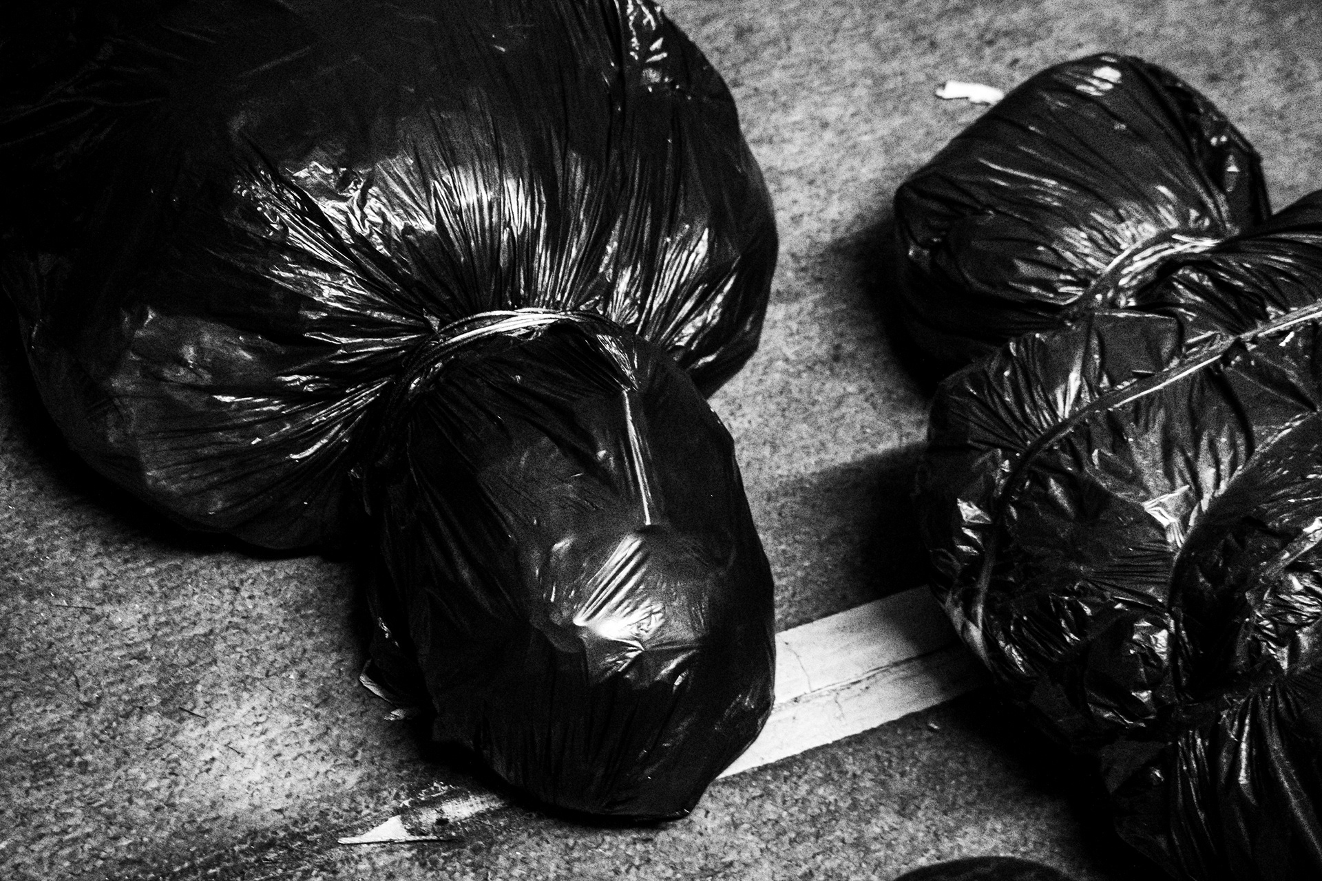 Disposables Action: Photographer - Fossil Buddy