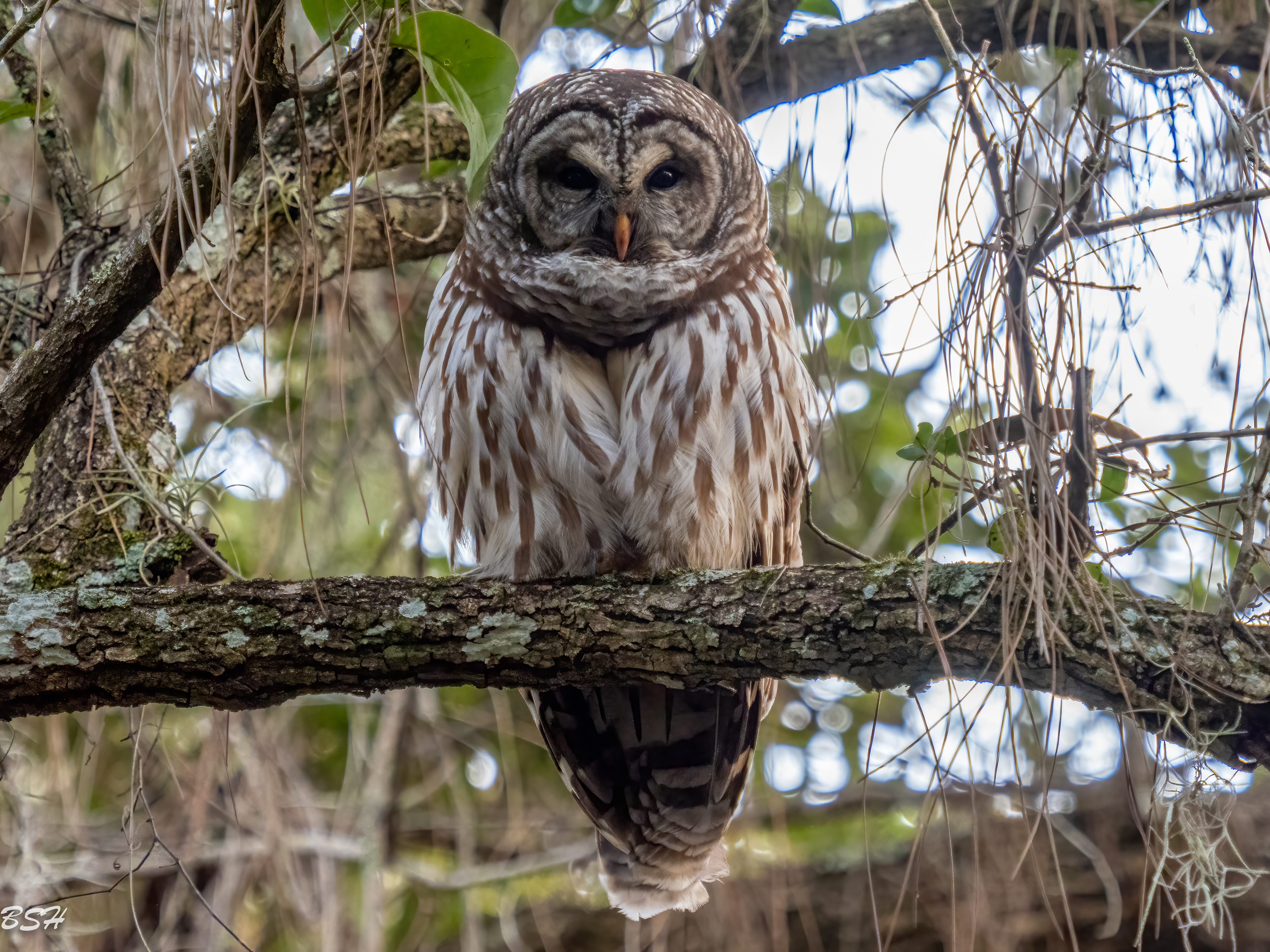 Barred Owl