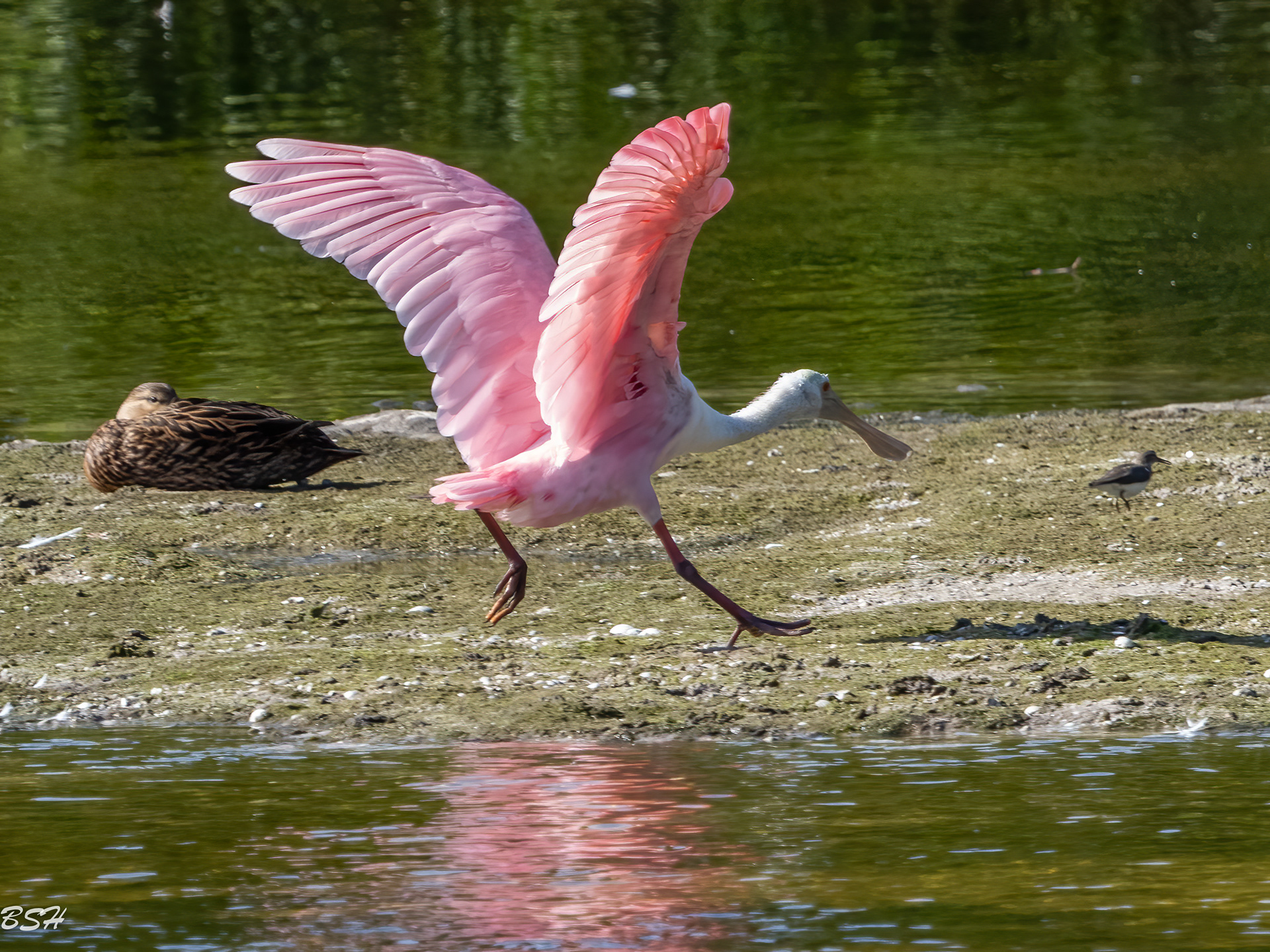 Roseate Spoonbill