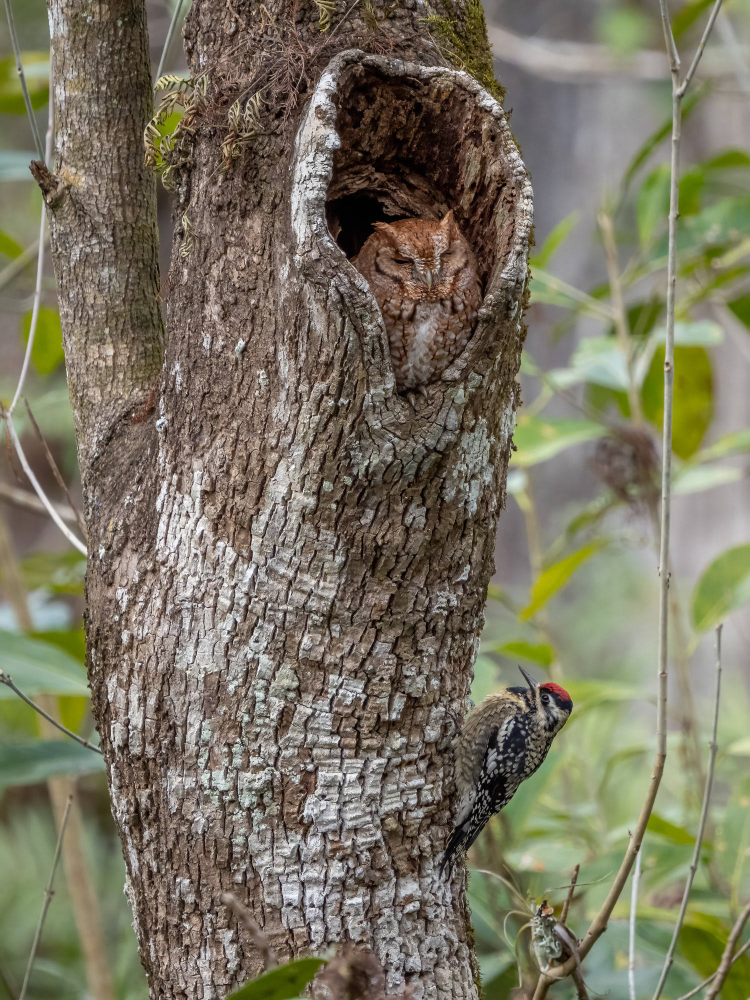 Eastern Screech Owl and Yellow Bellied Sapsucker