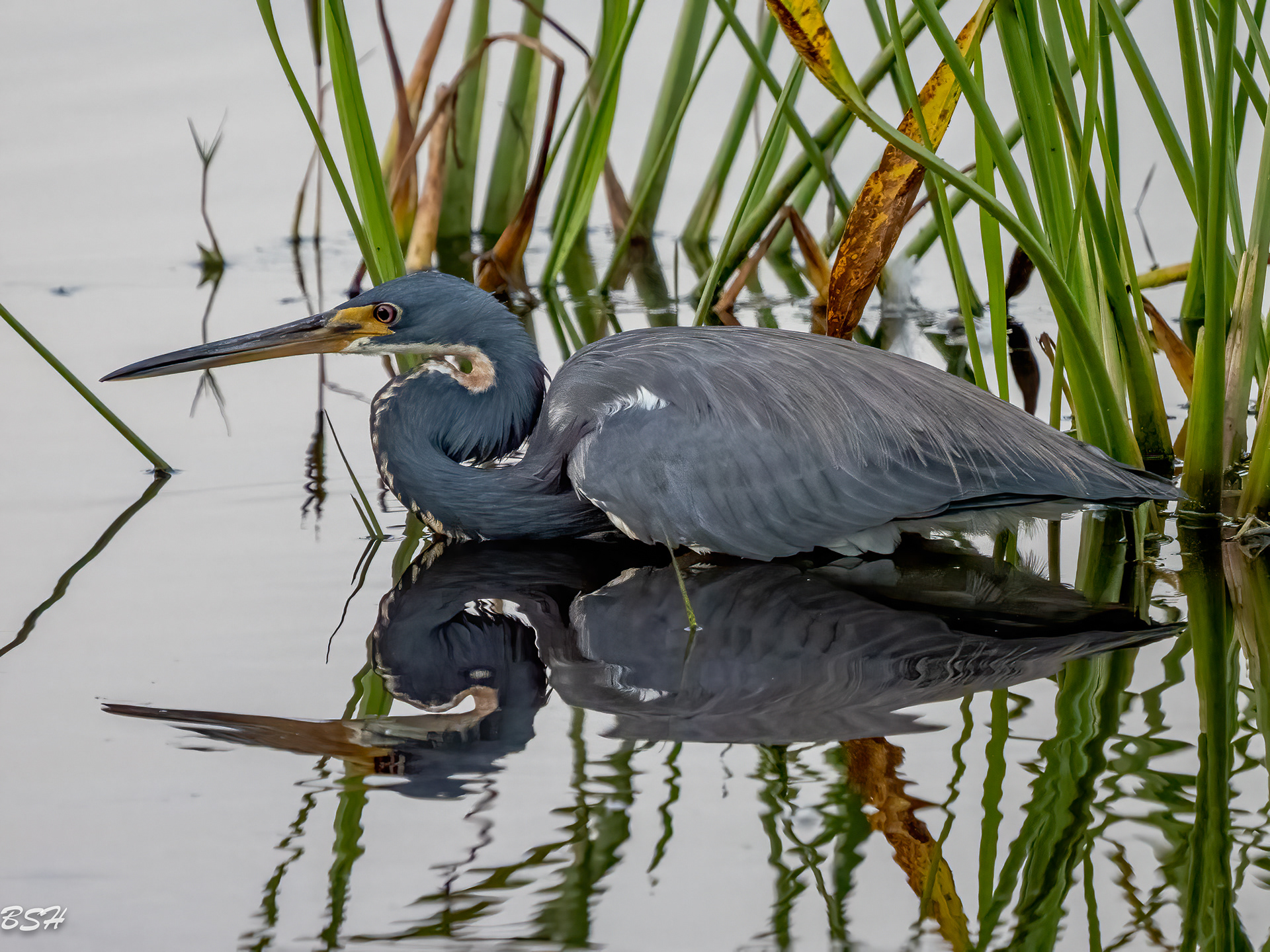 Tri Colored Heron