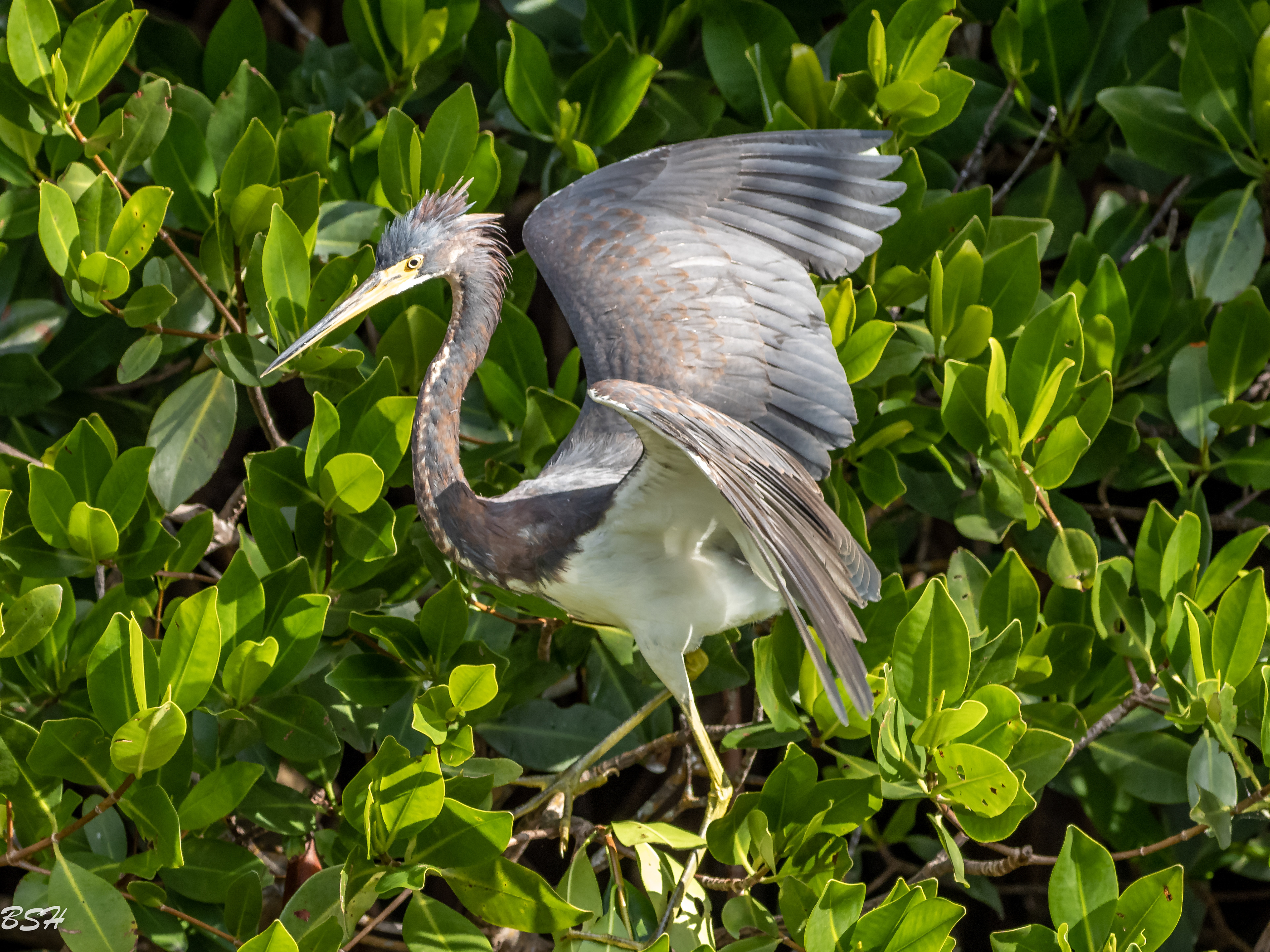 Tri Colored Heron