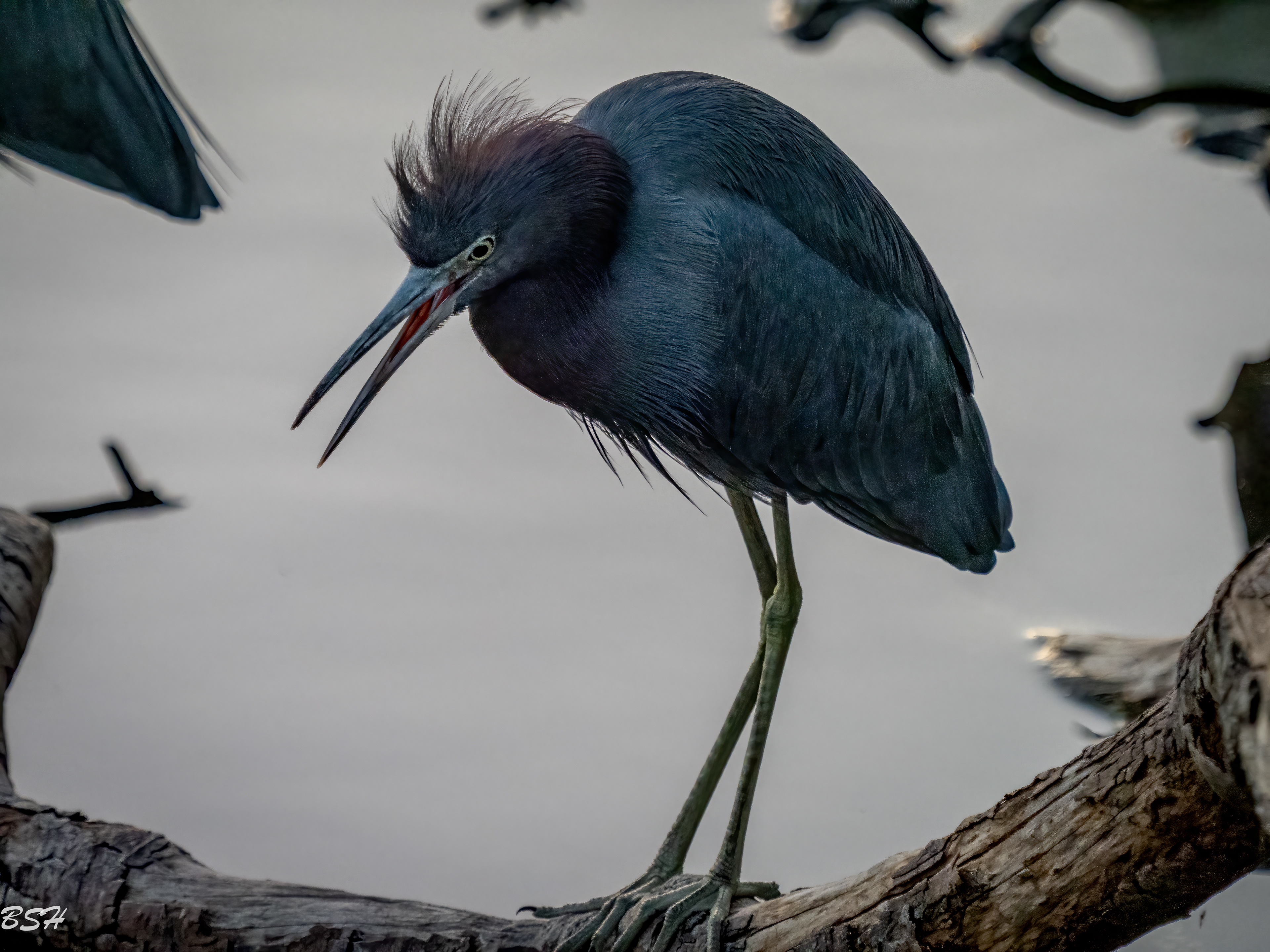Little Blue Heron