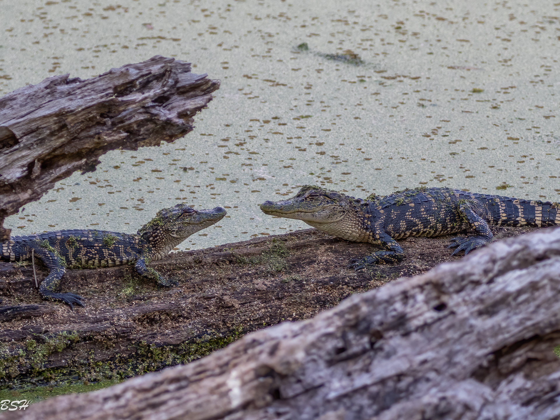Baby Alligators 