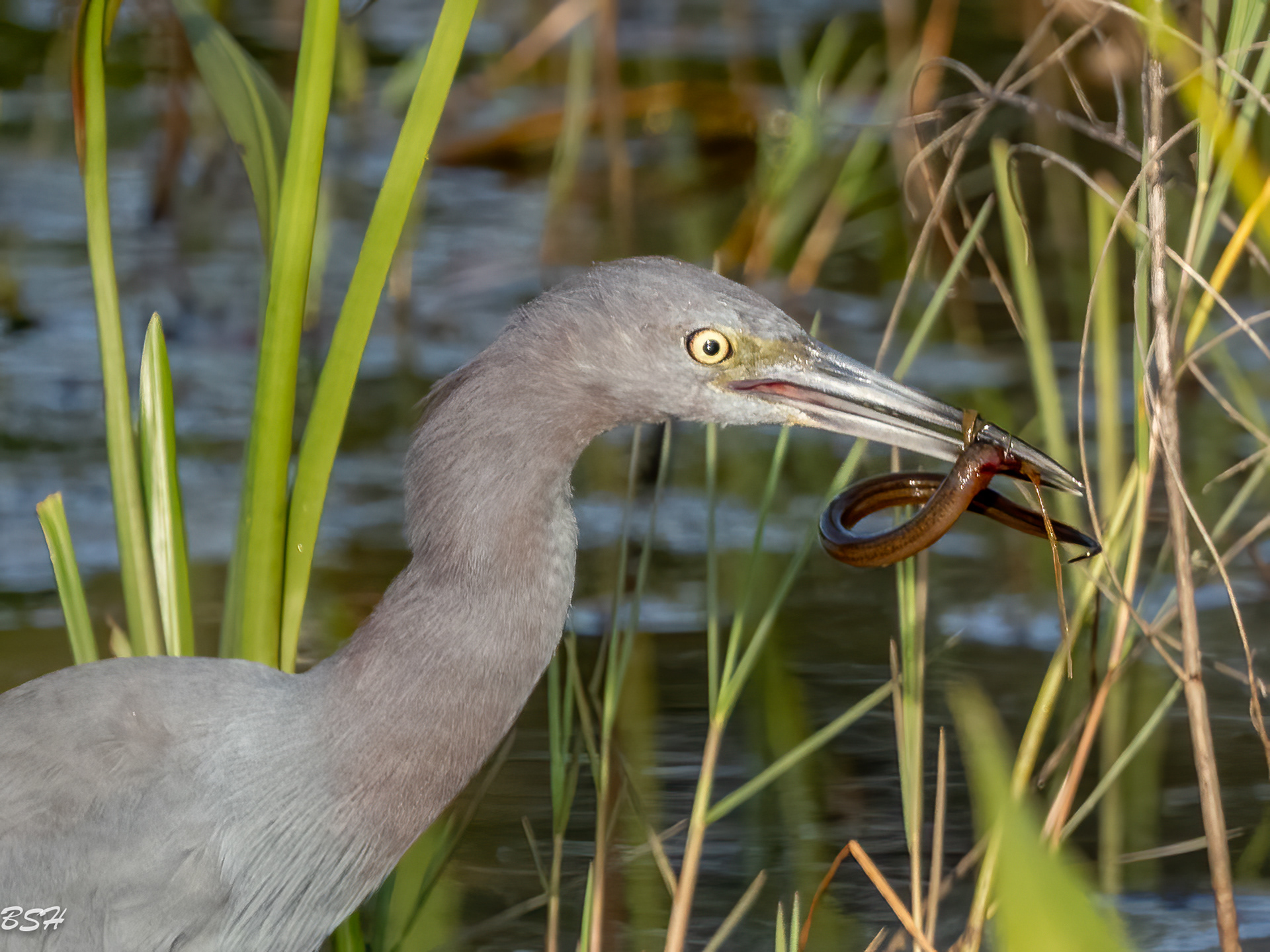Little Blue Heron