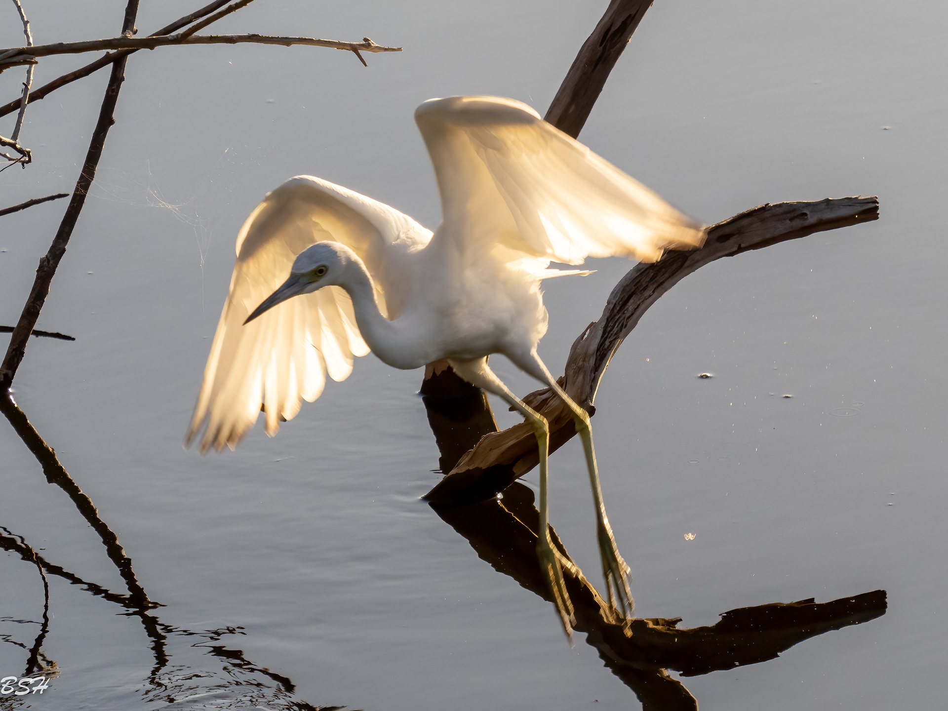 Little Blue Heron