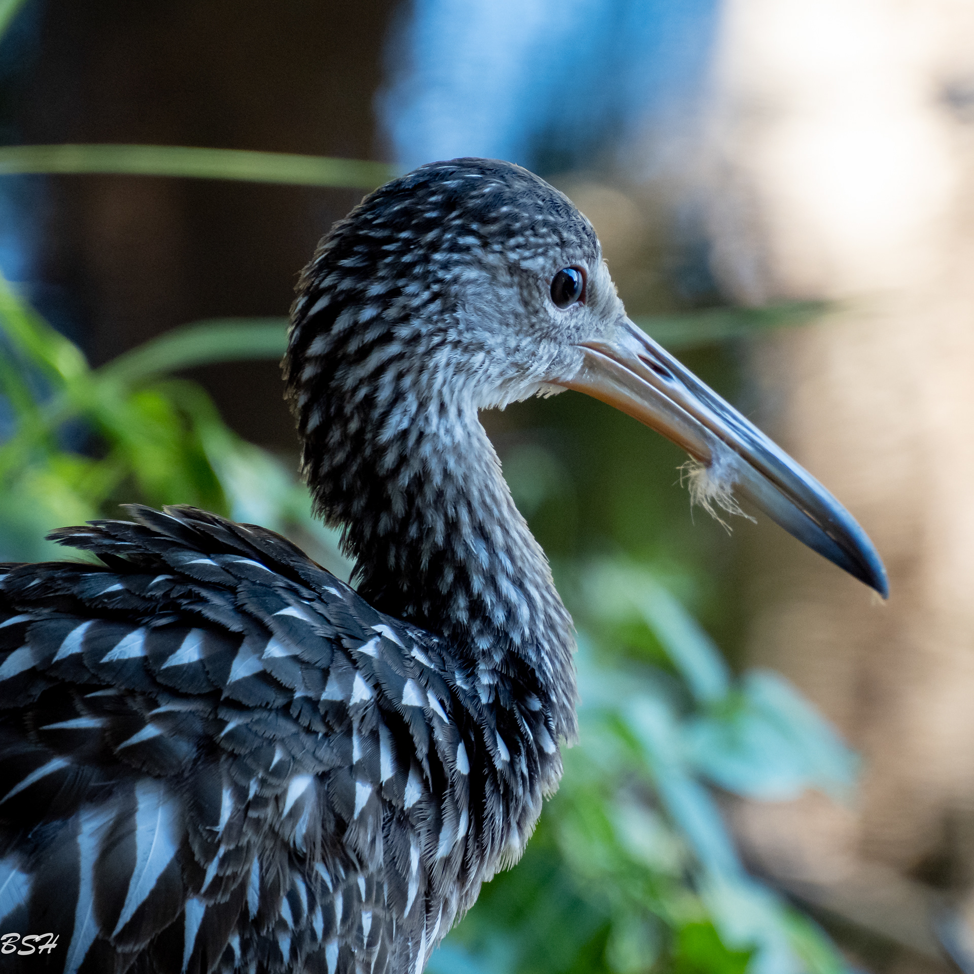 Limpkin
