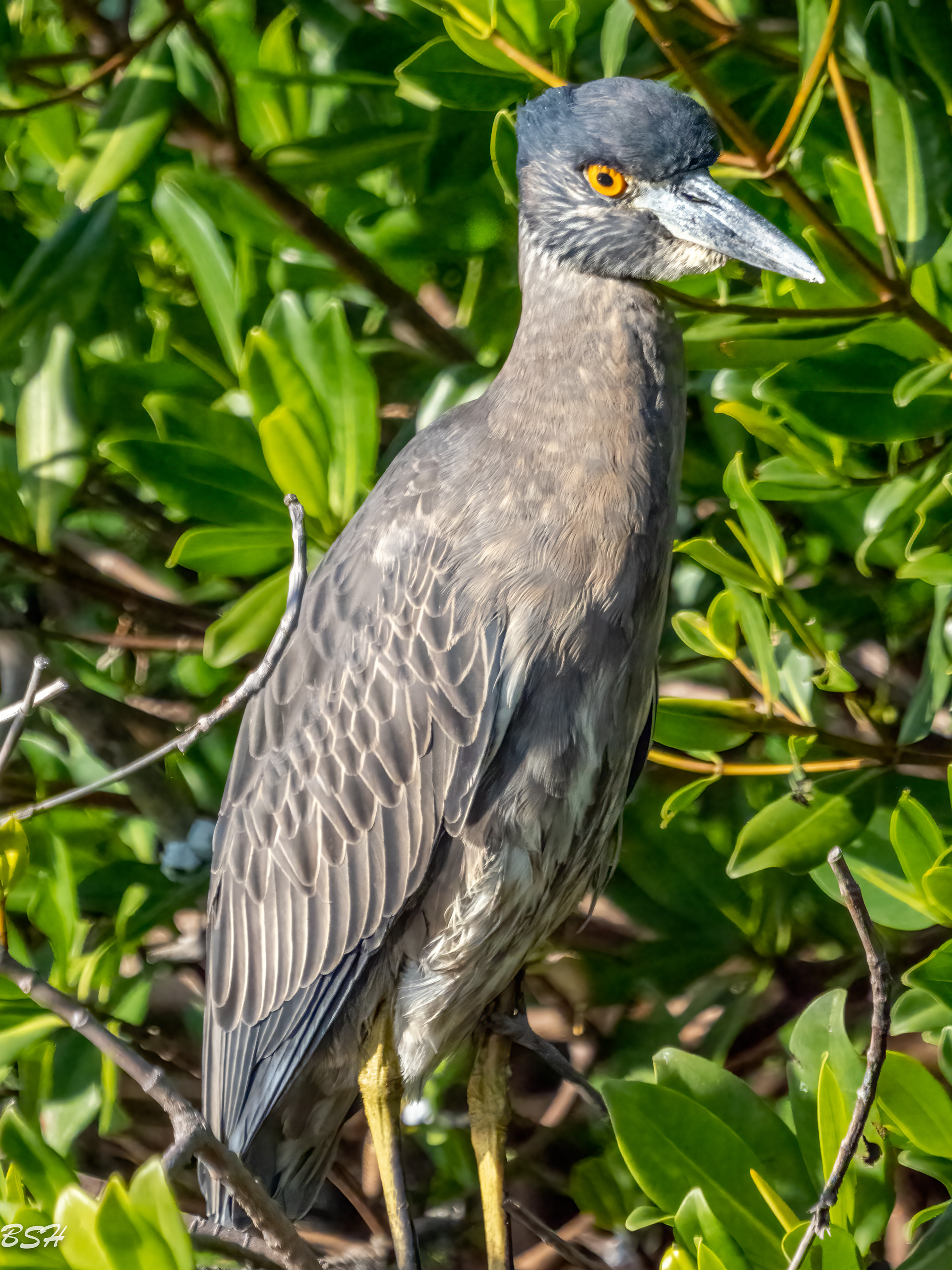 Yellow-Crowned Night Heron