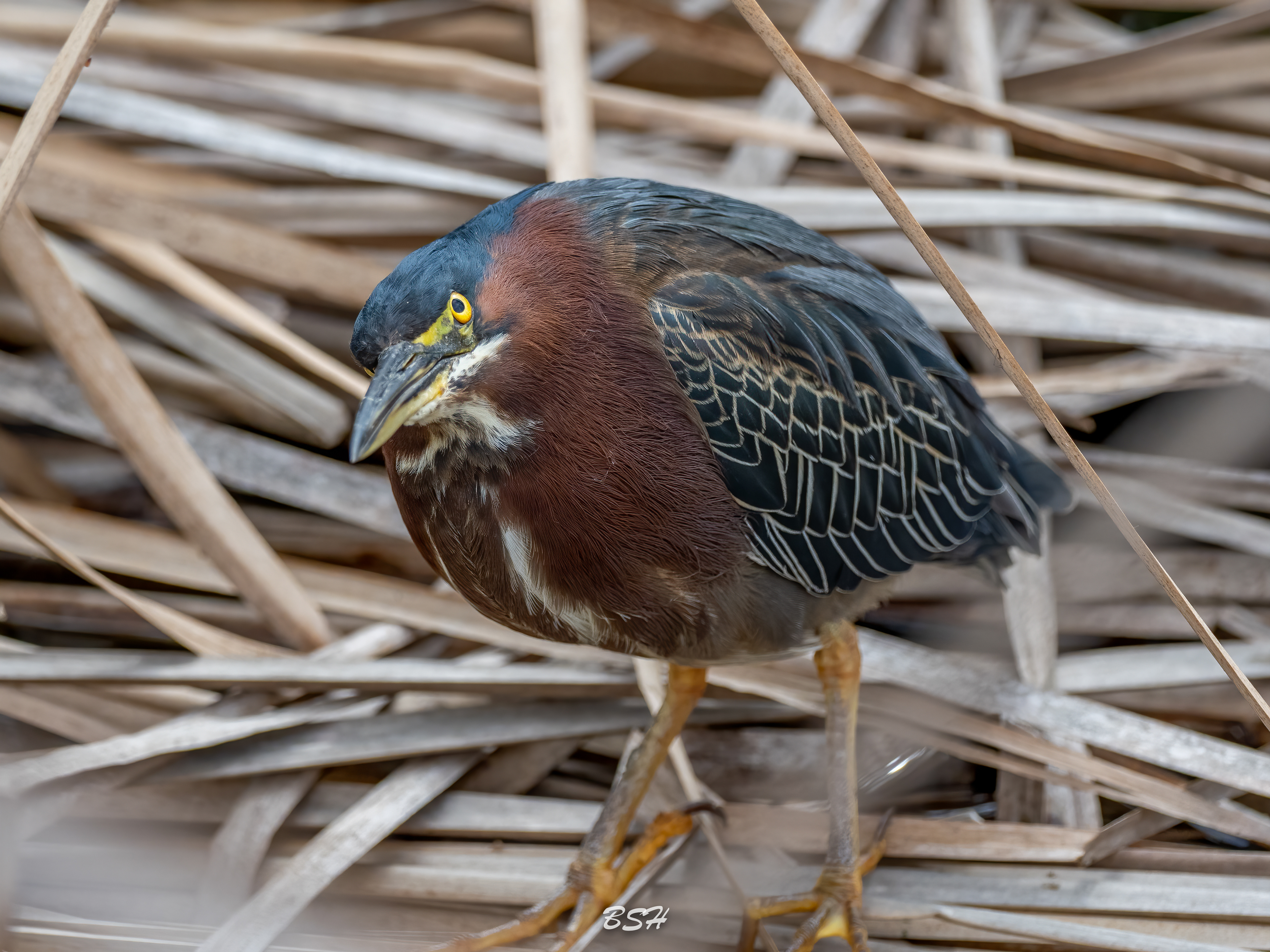 Green Heron