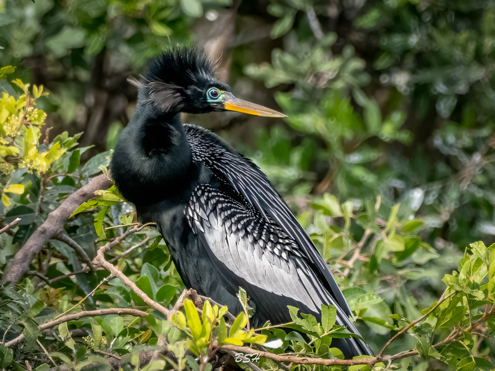 Male Anhinga in Breeding Plumage