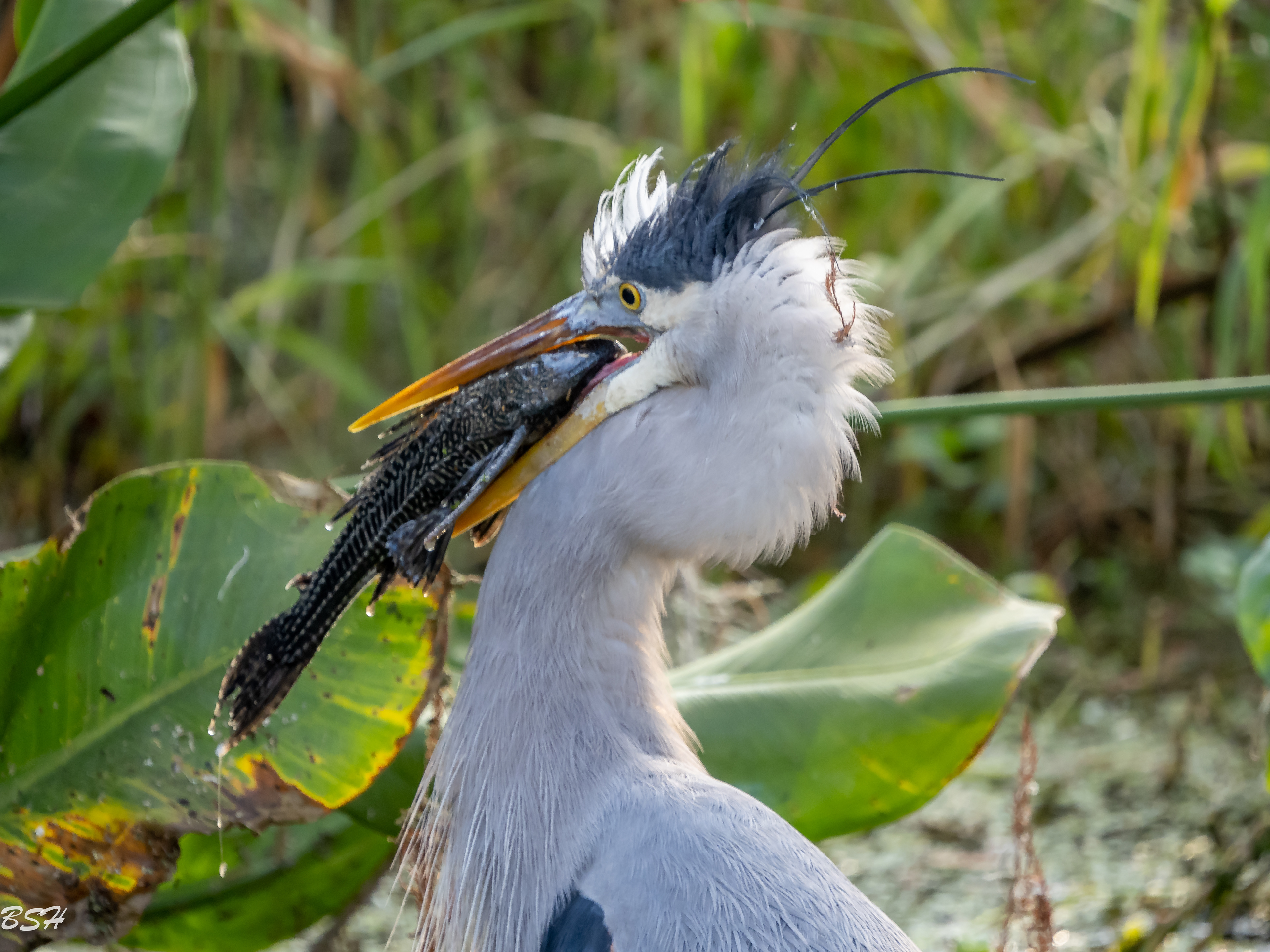 The big catch