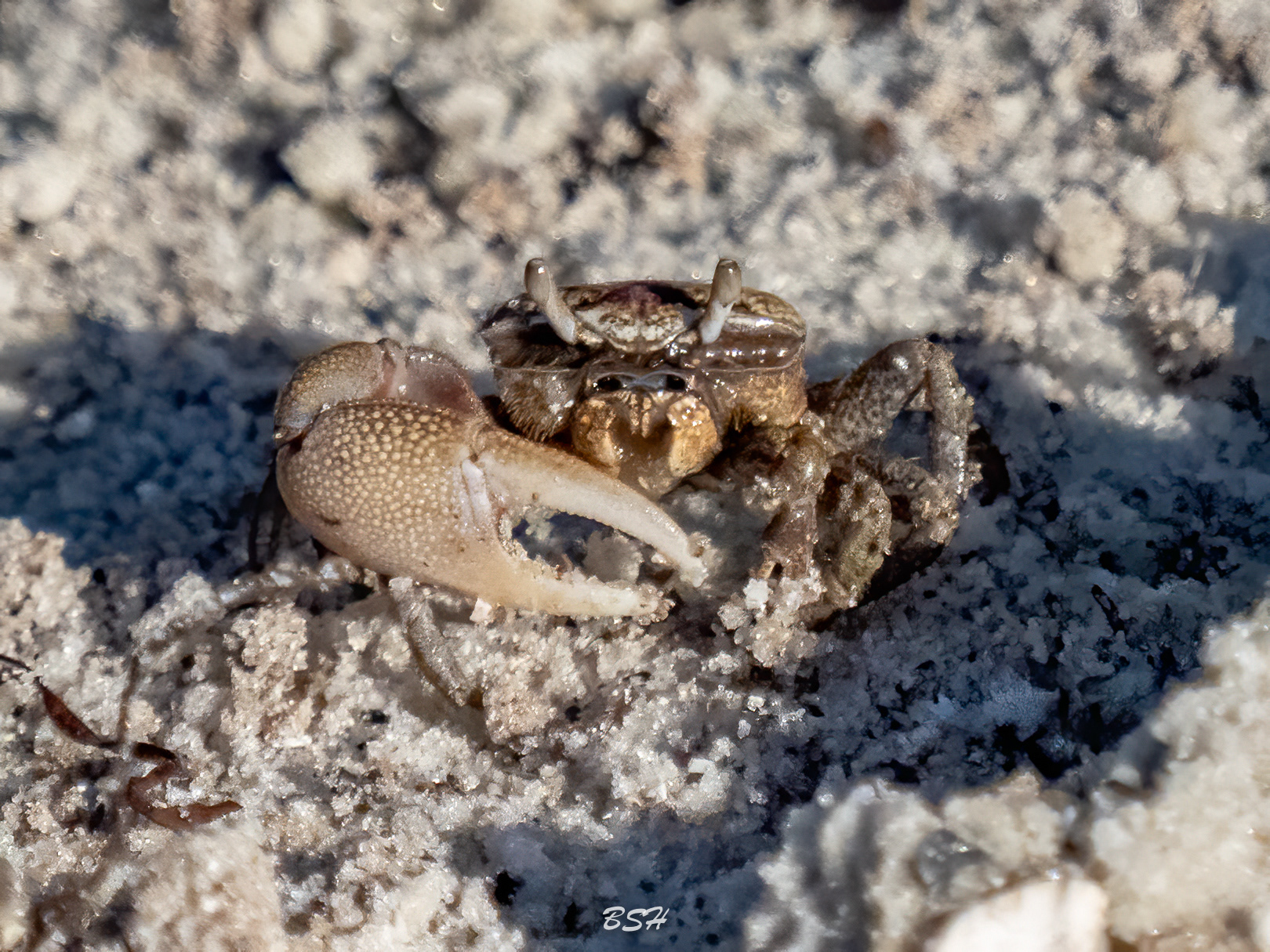 Fiddler Crab