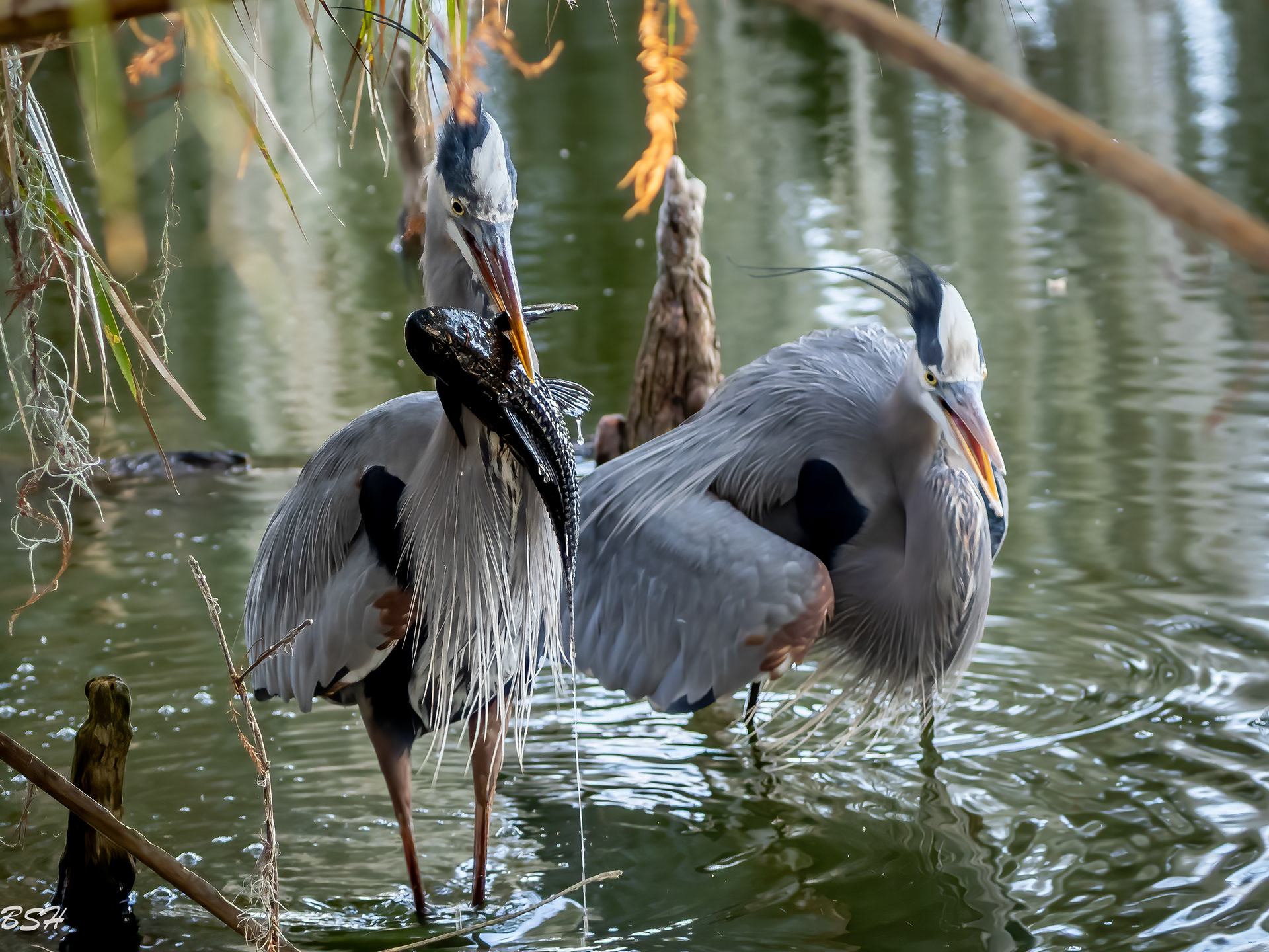 Sharing a treat - mating behavior