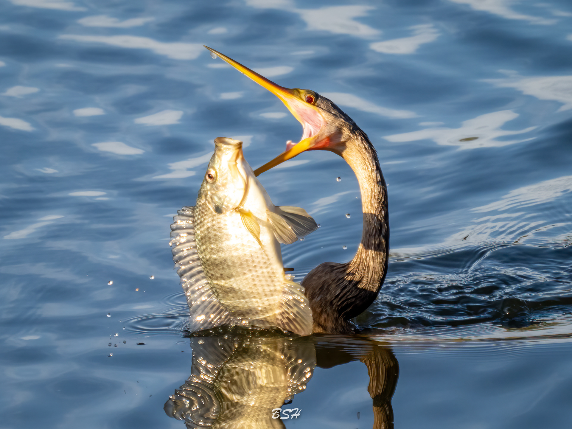 Fresh Catch!