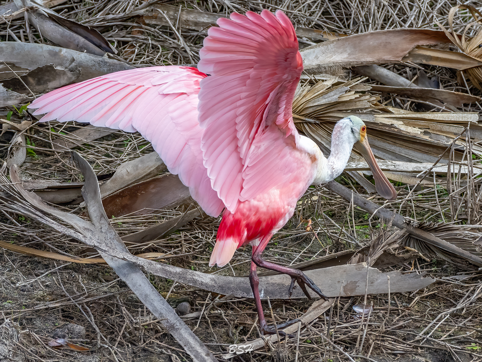 Roseate Spoonbill