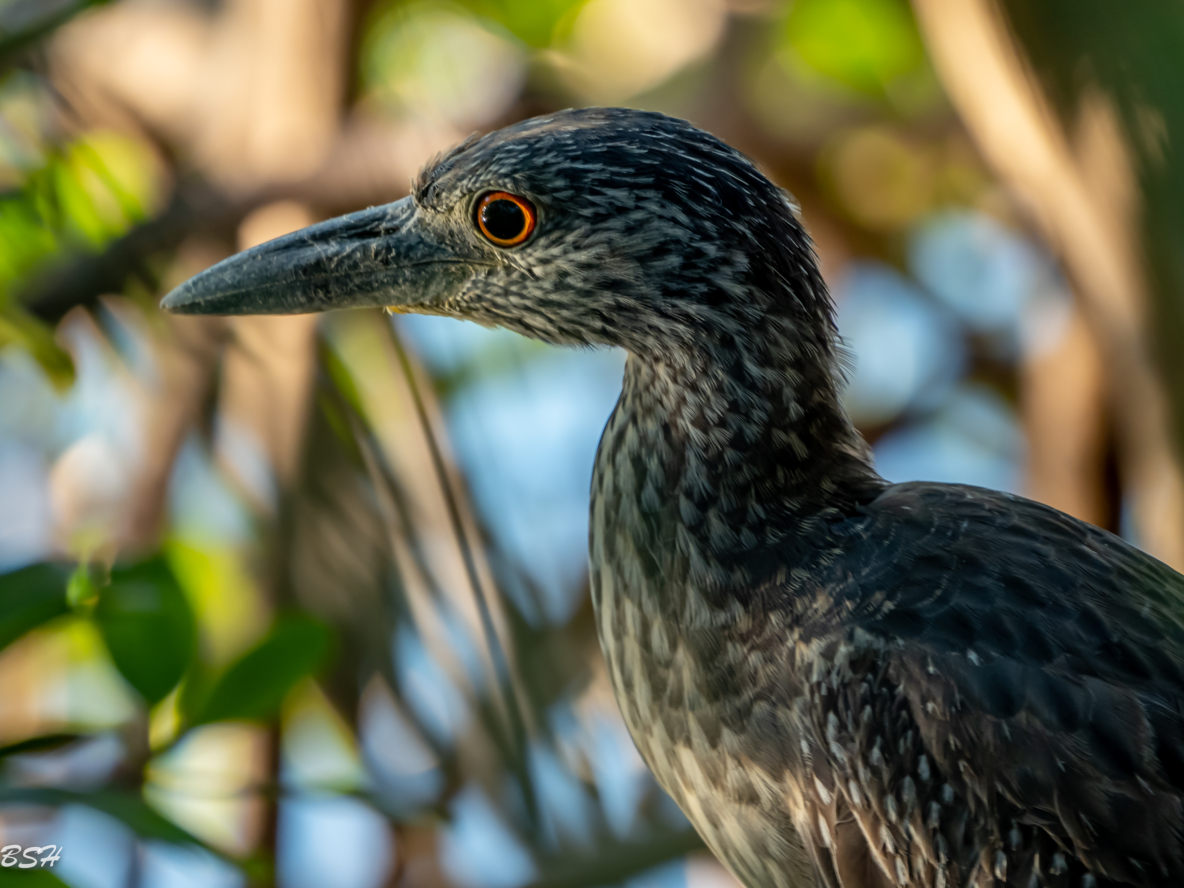 Yellow-Crowned Night Heron