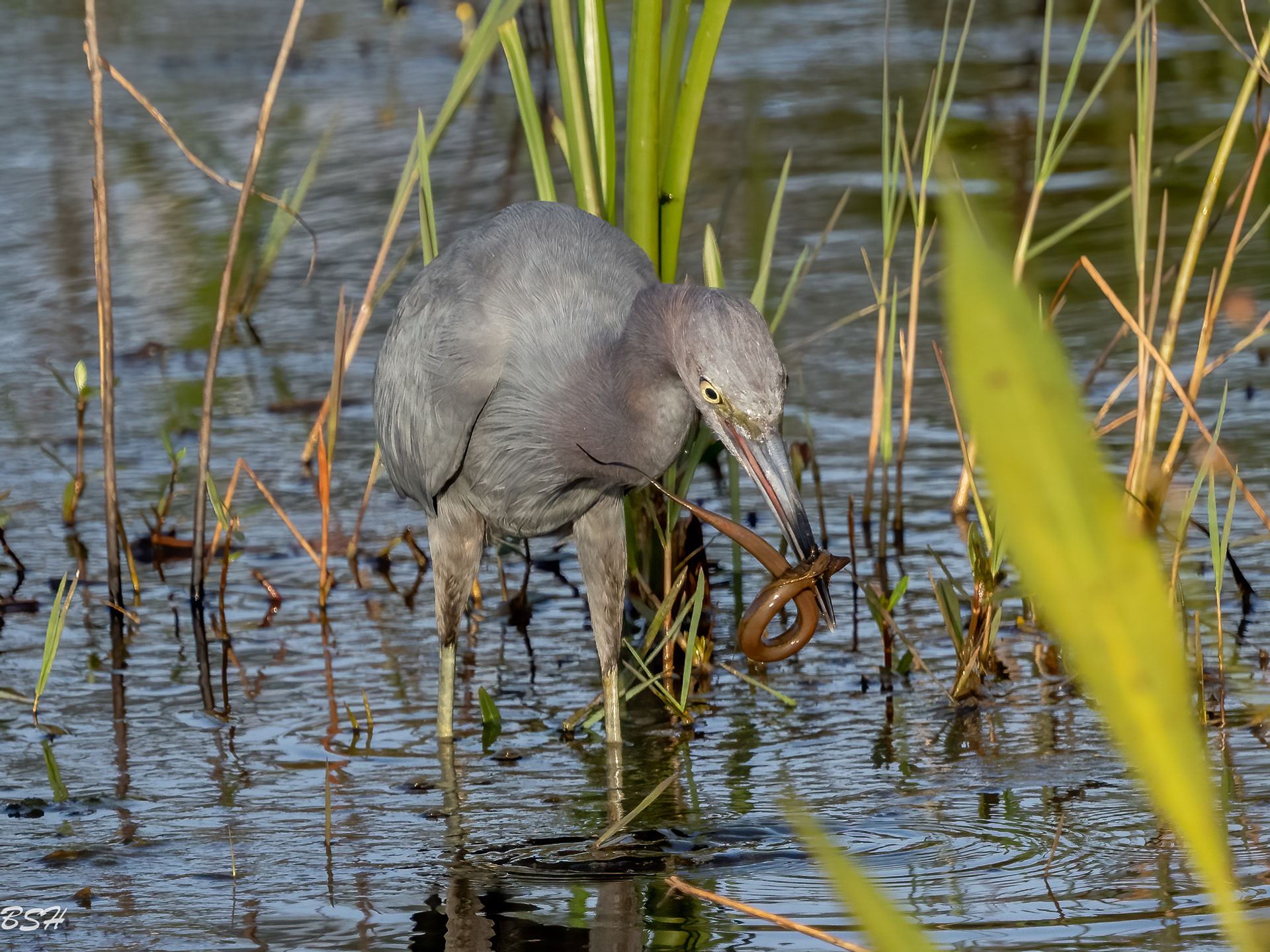 Little Blue Heron