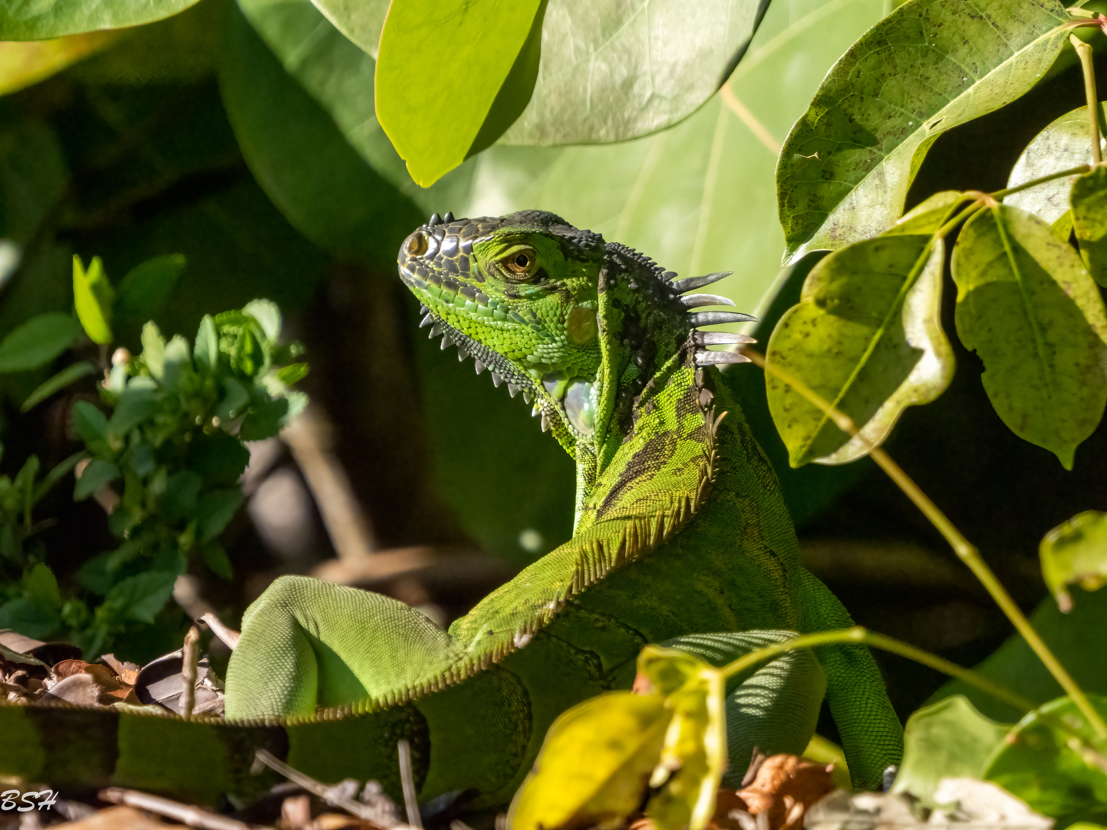 Iguana