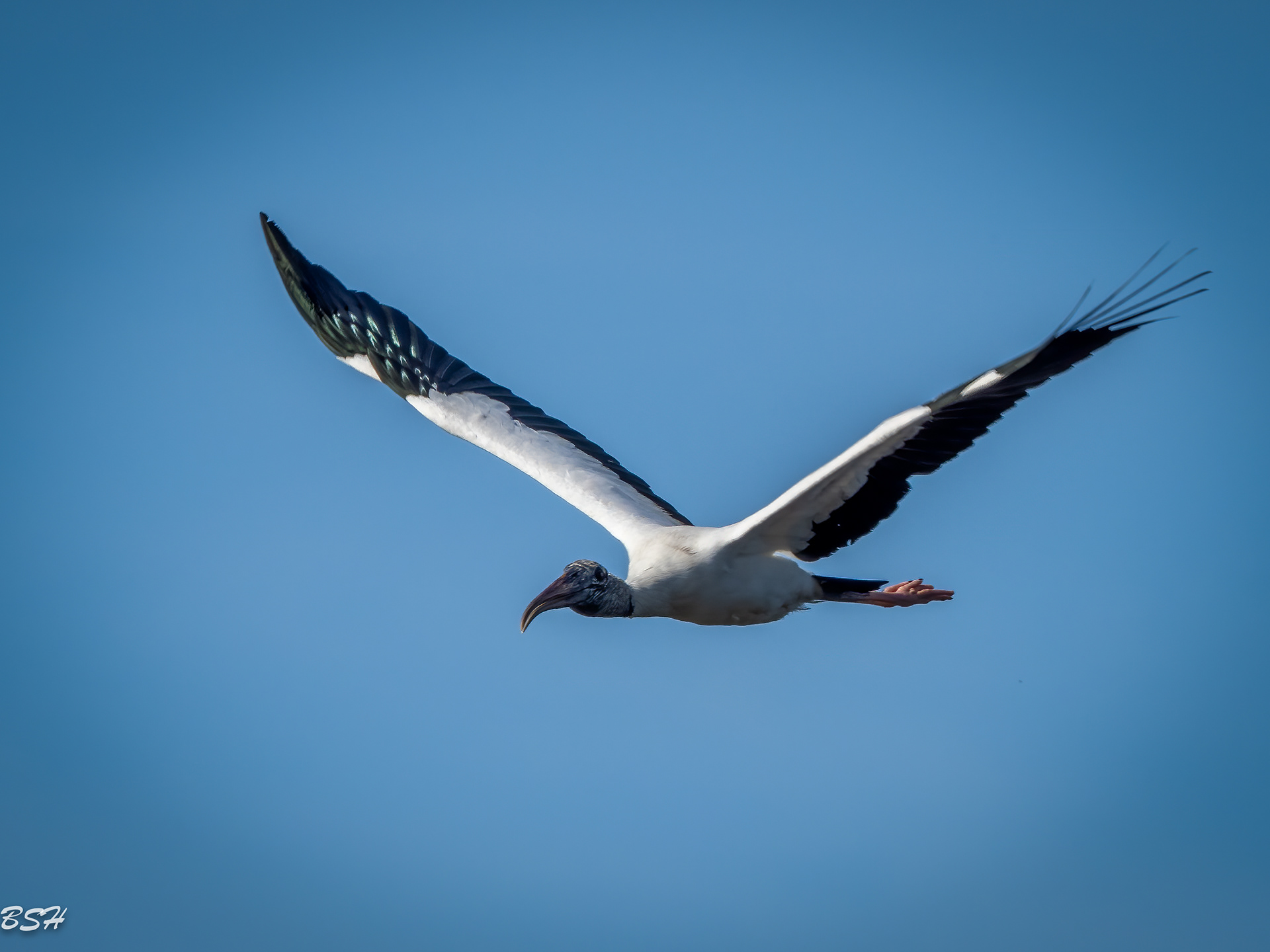 Woodstork