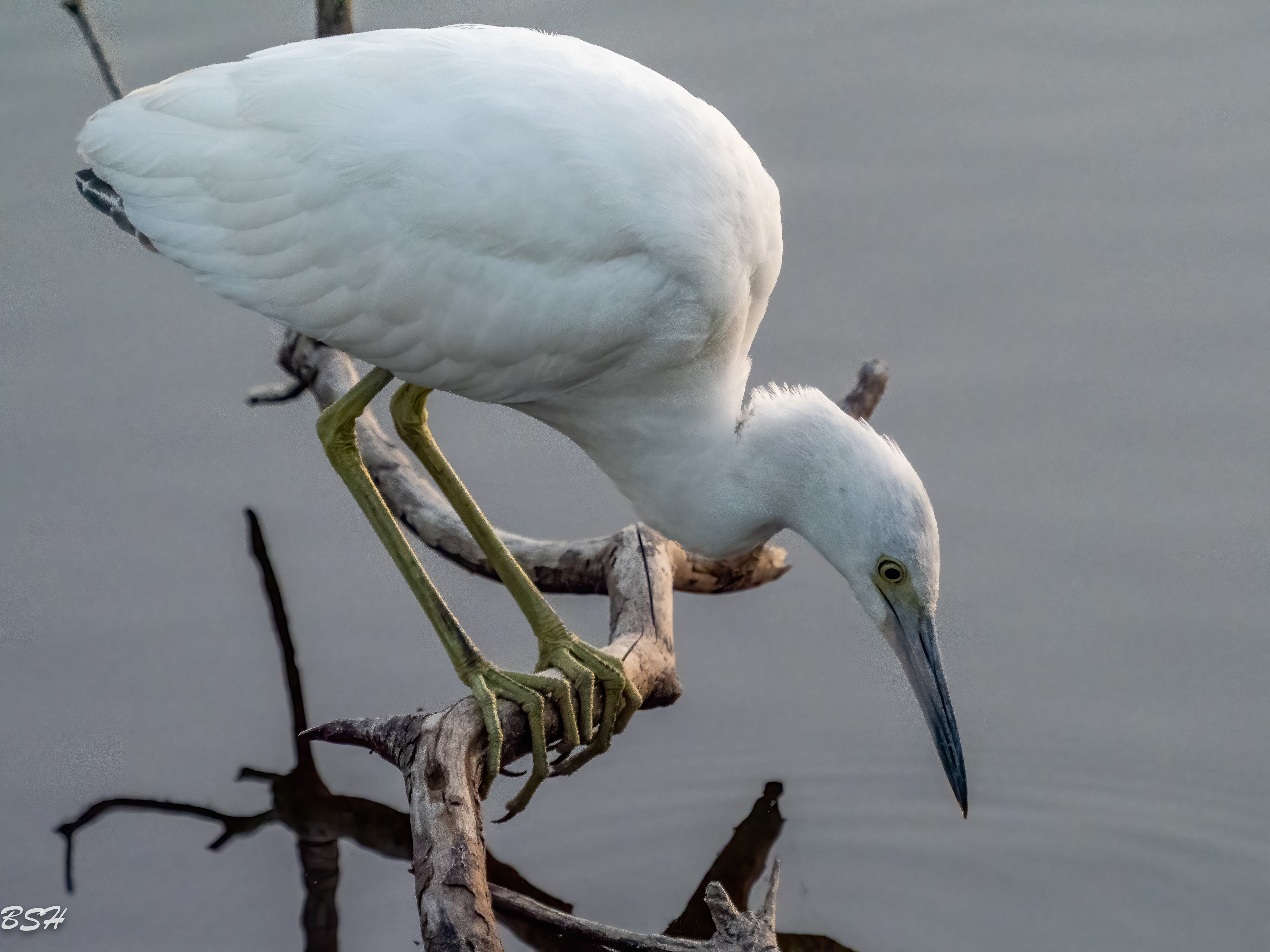 Little Blue Heron