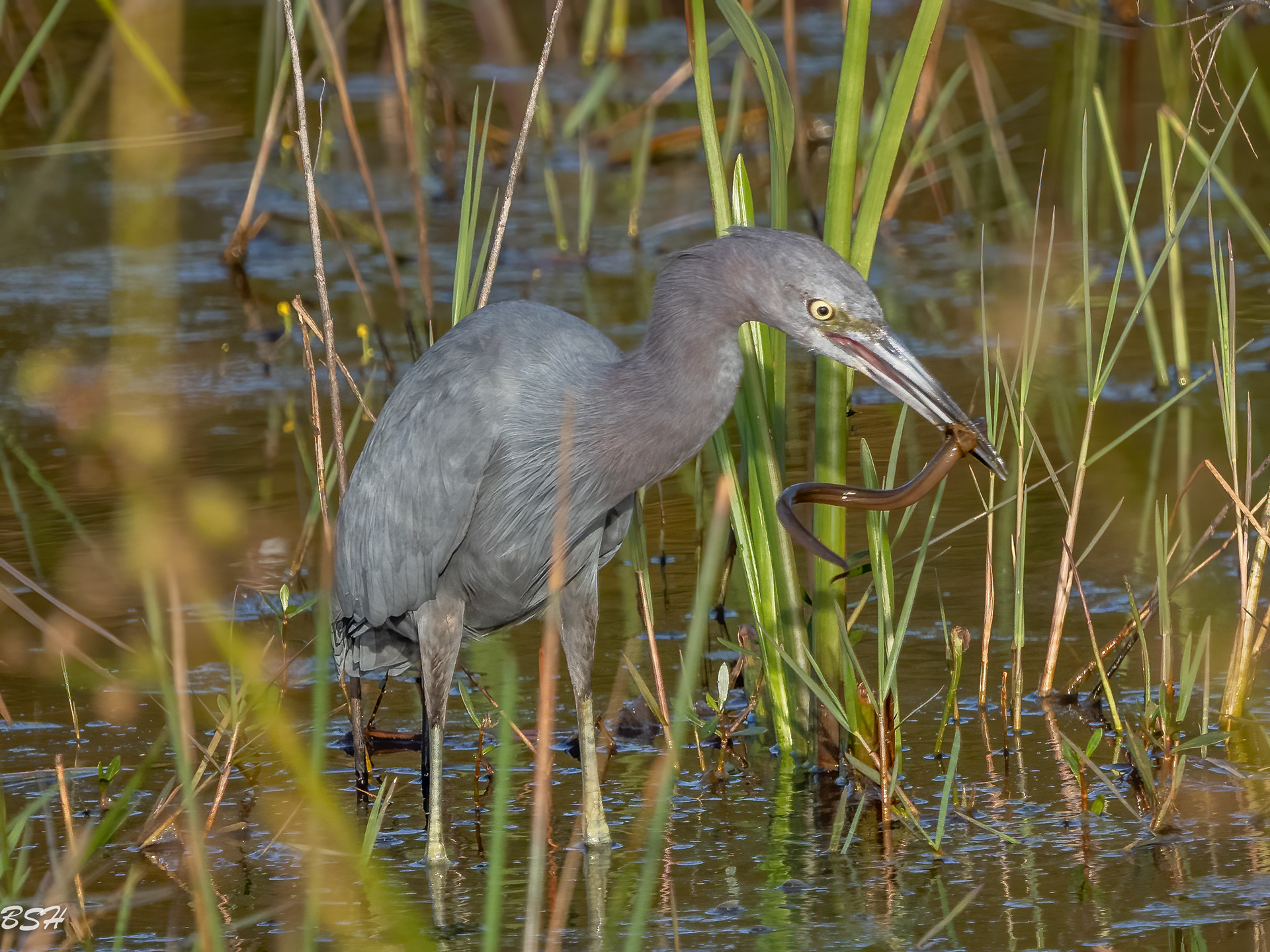 Little Blue Heron