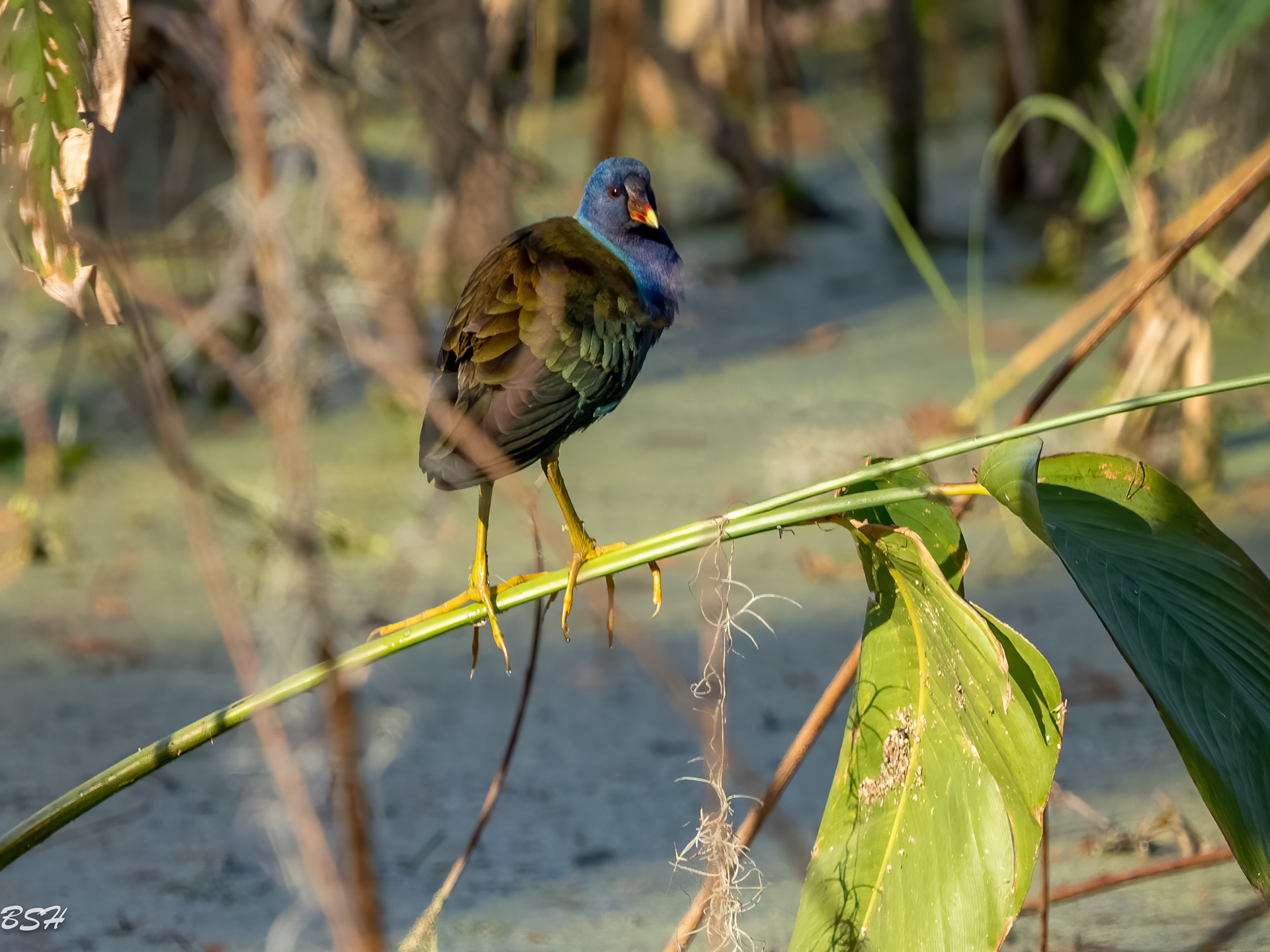 Purple Gallinule
