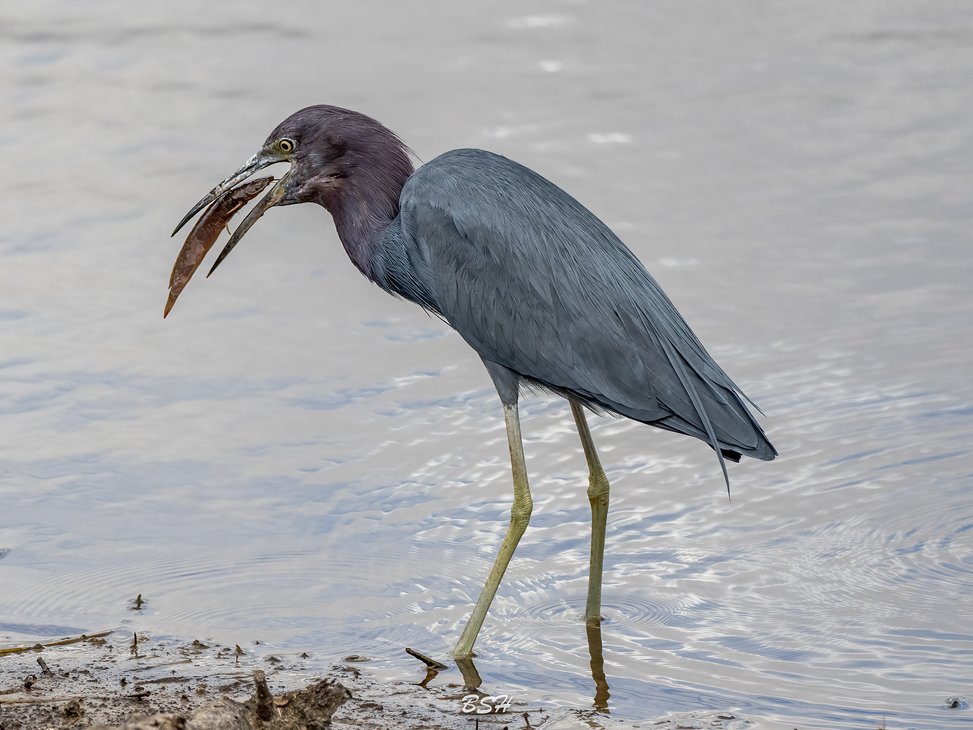Little Blue Heron