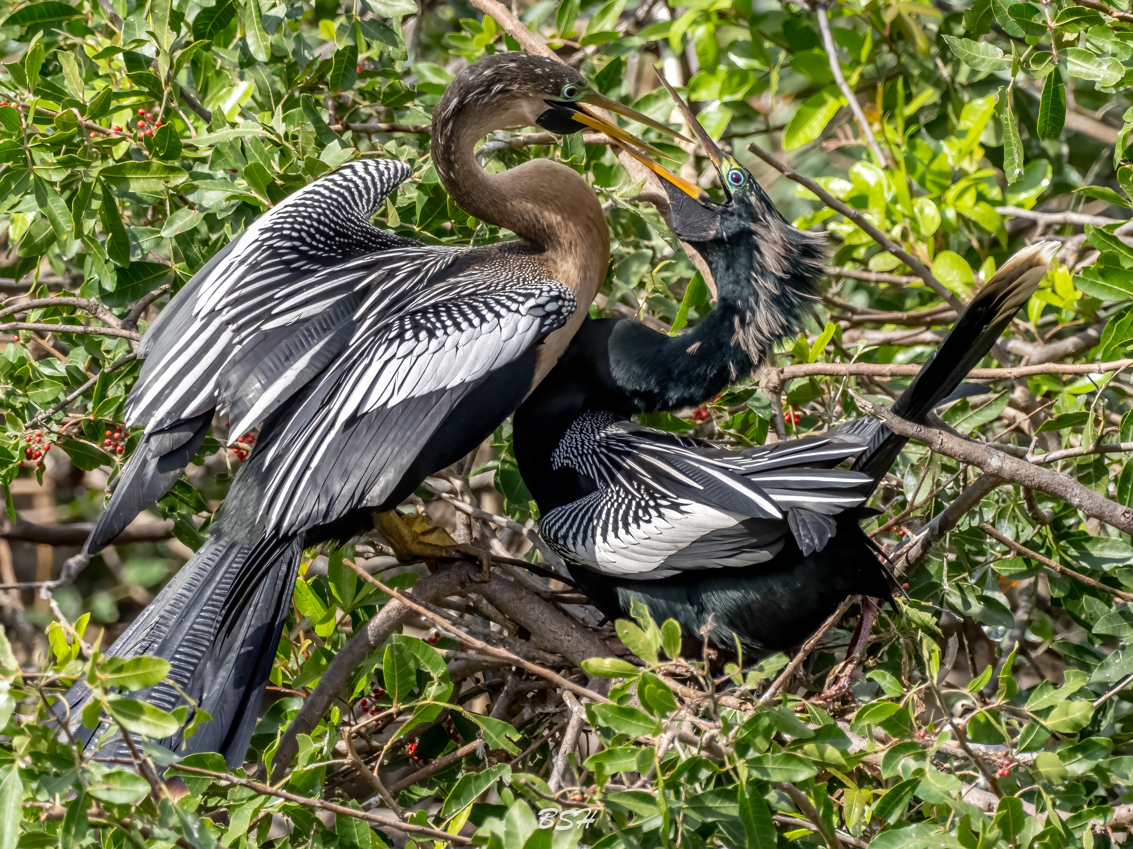 Anhingas Anhinga in Breeding Plumage