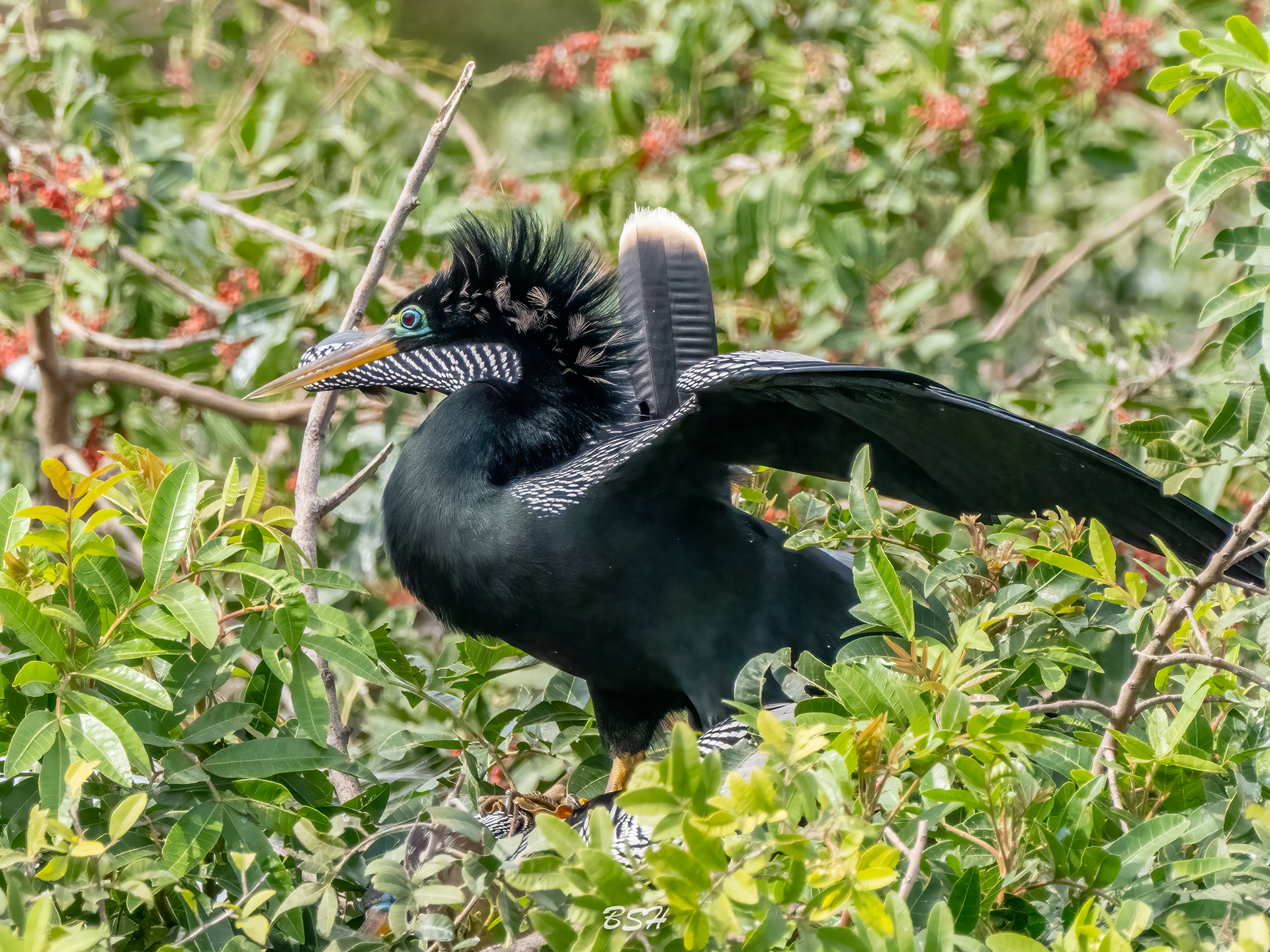 Male Anhinga in Breeding Plumage