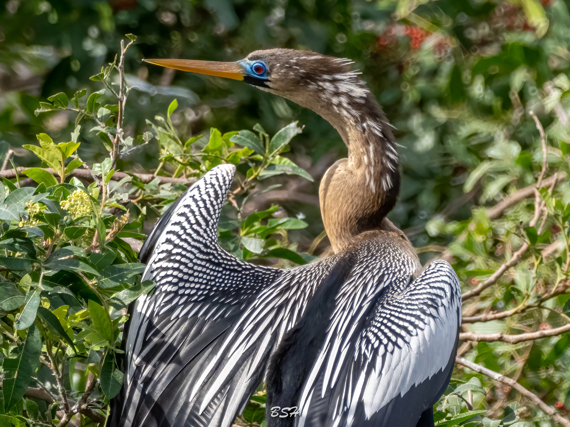 Female Anhinga in Breeding Plumage