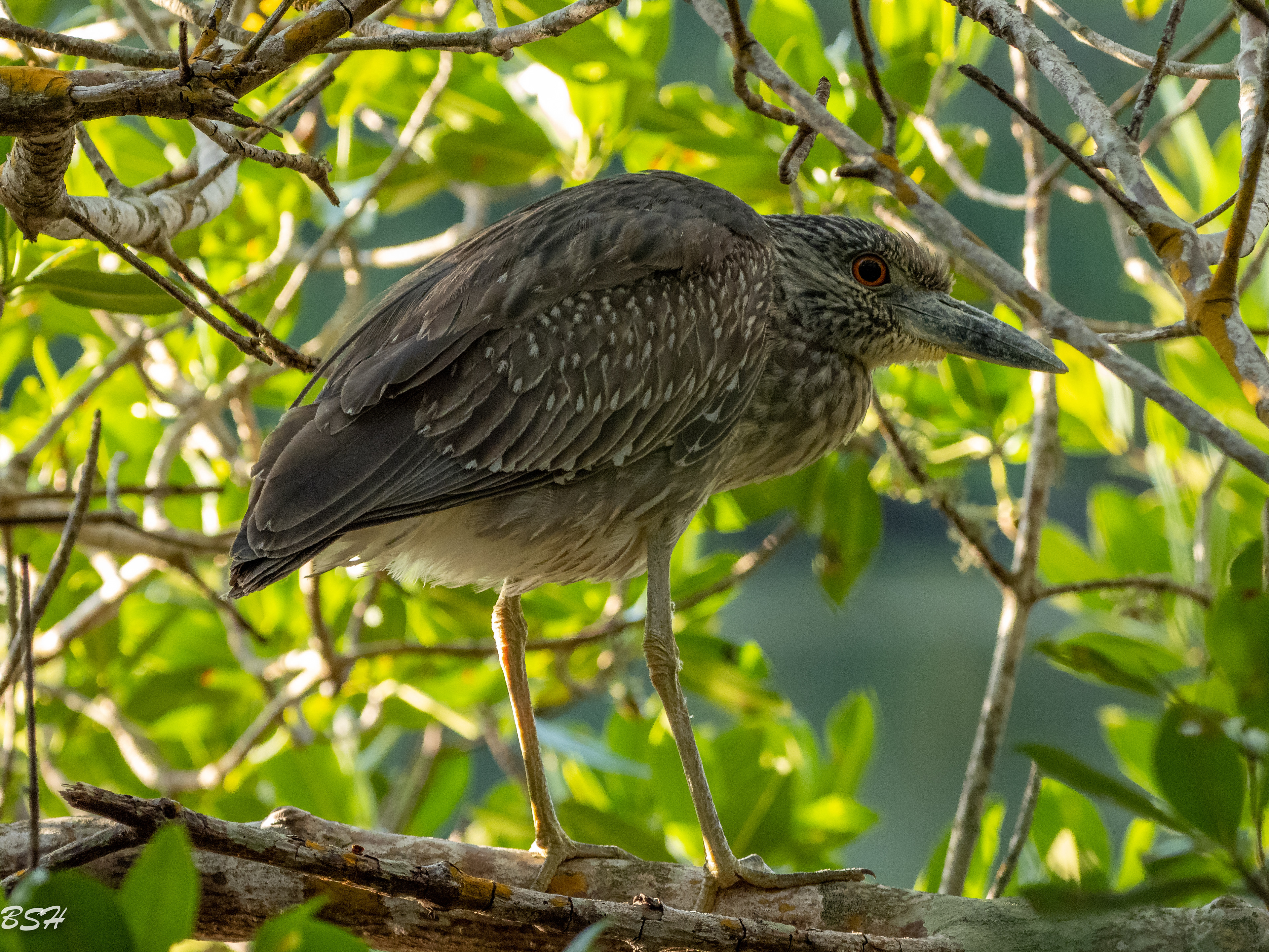 Yellow-Crowned Night Heron
