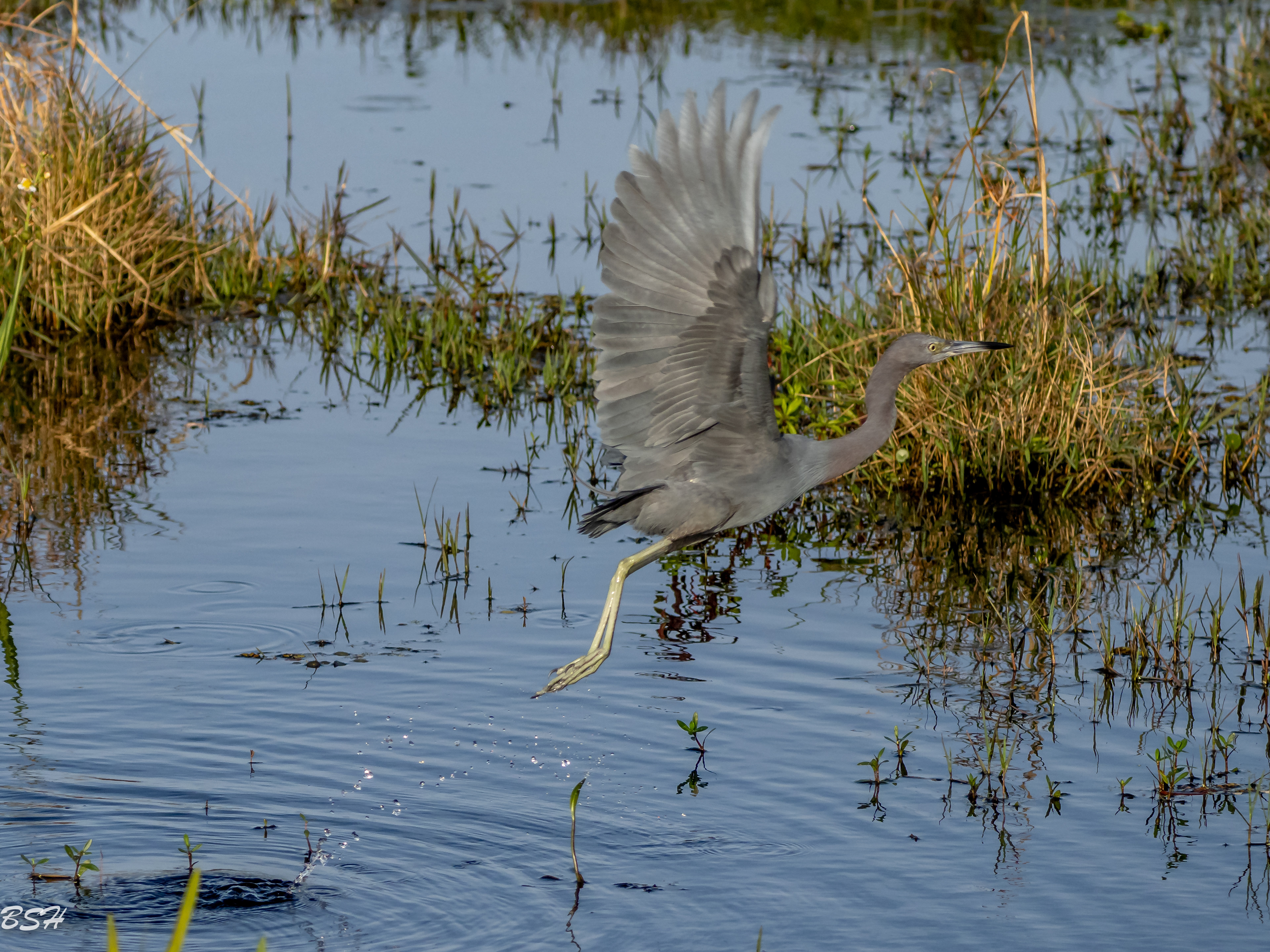 Little Blue Heron