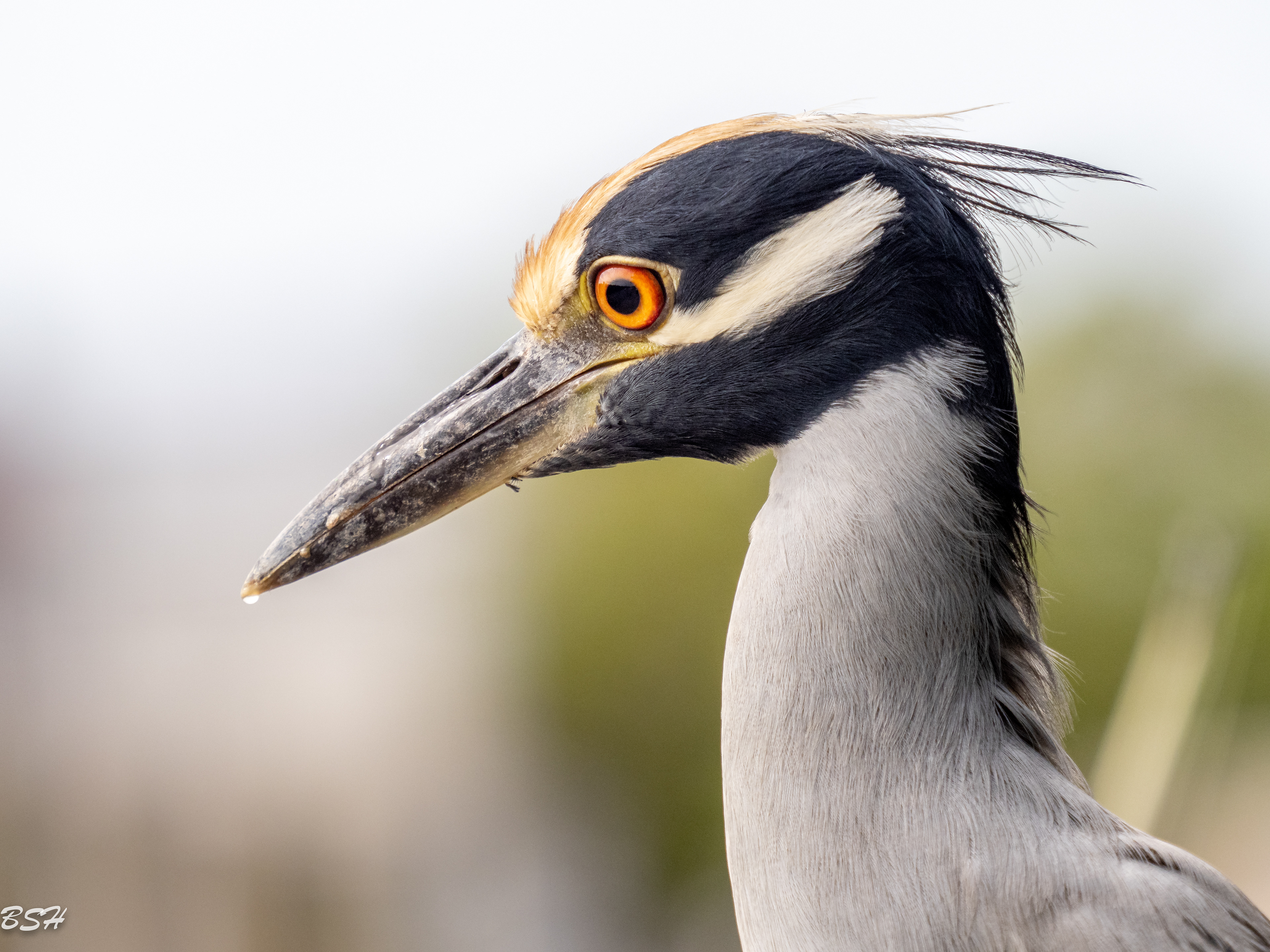 Yellow-Crowned Night Heron