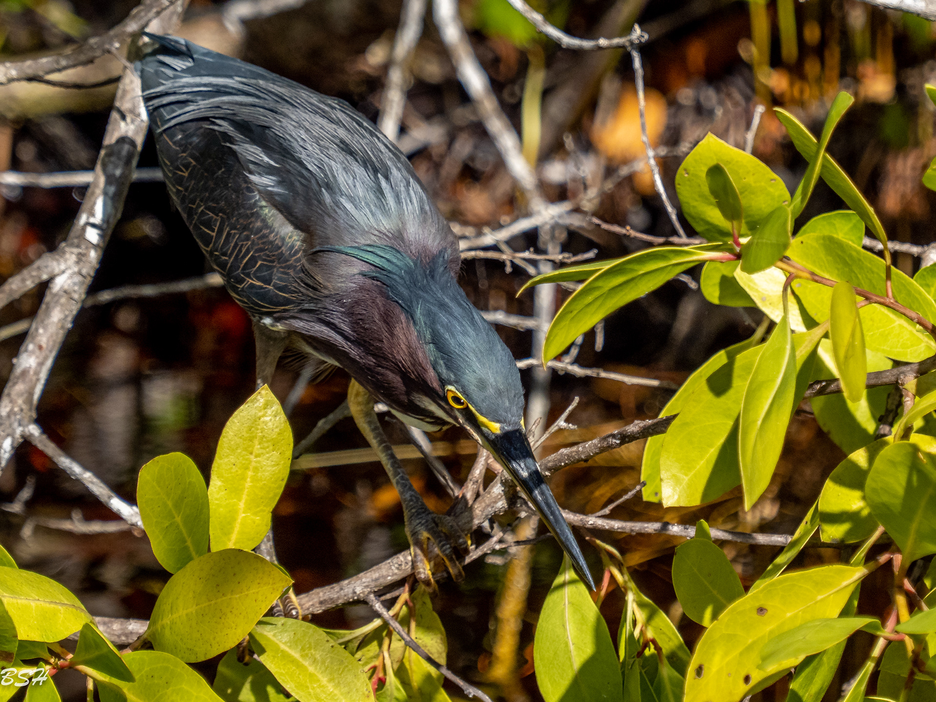 Green Heron