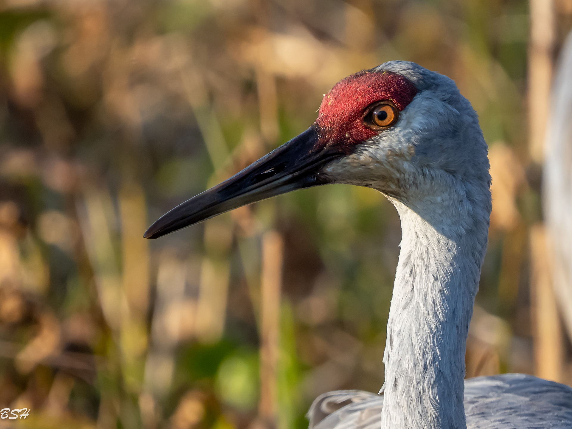 Sandhill Crane