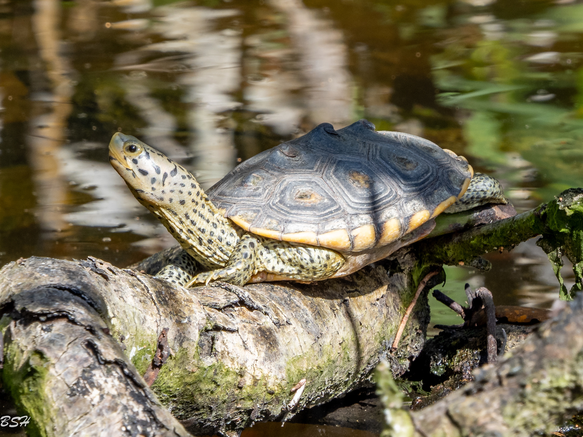 Where is my sunshine going?