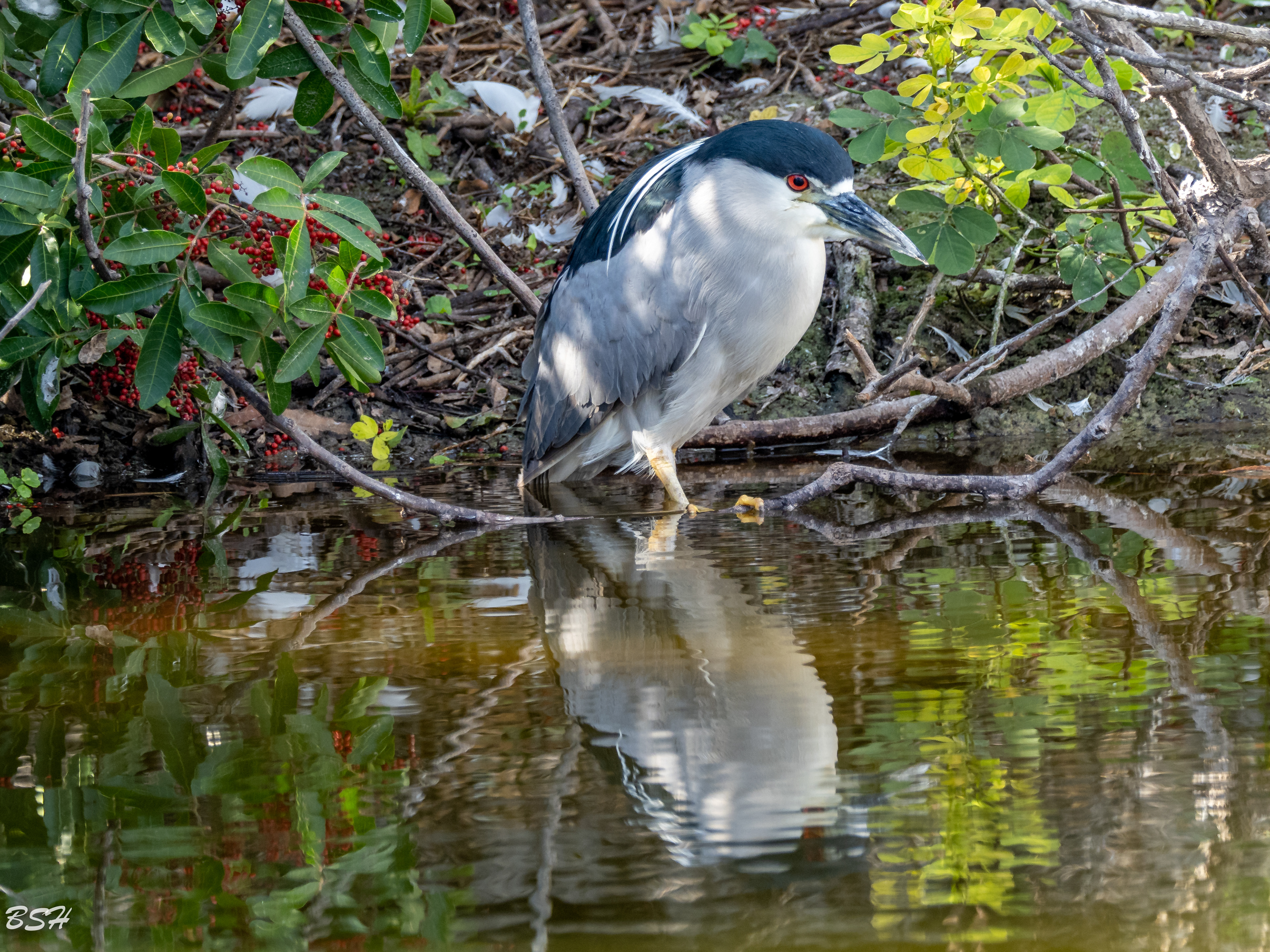 Black-Crowned Night Heron