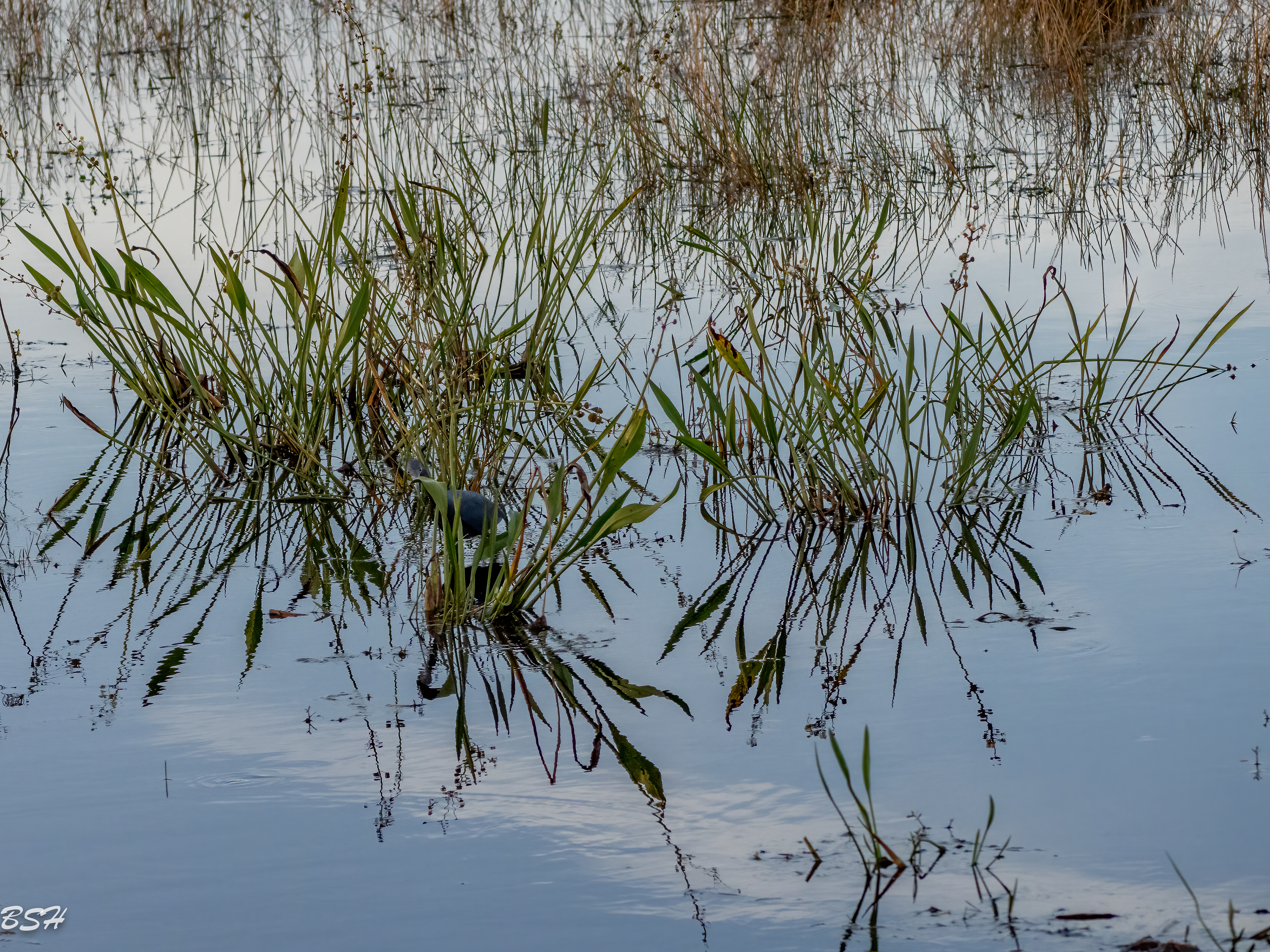Little Blue Heron