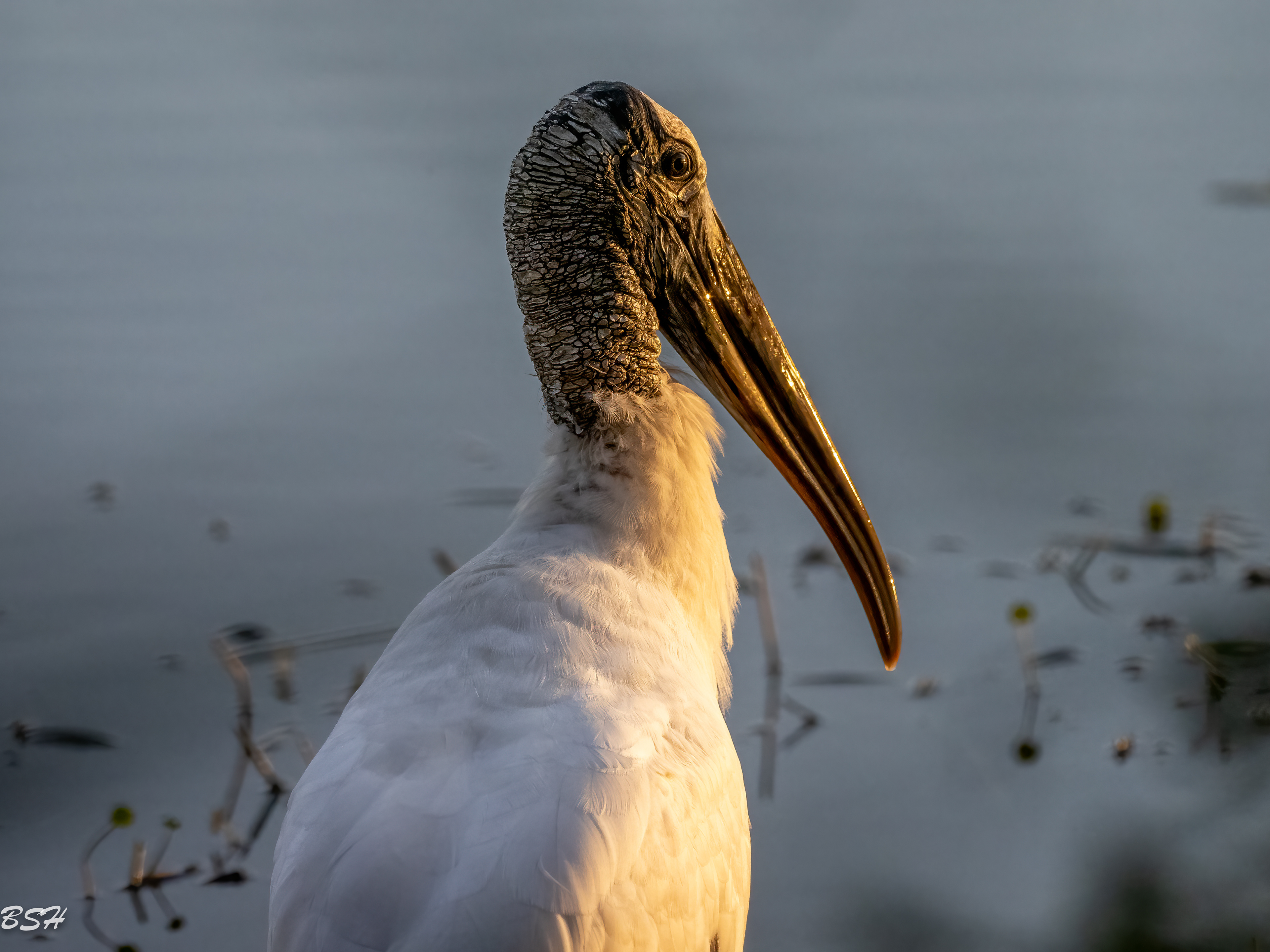 Woodstork