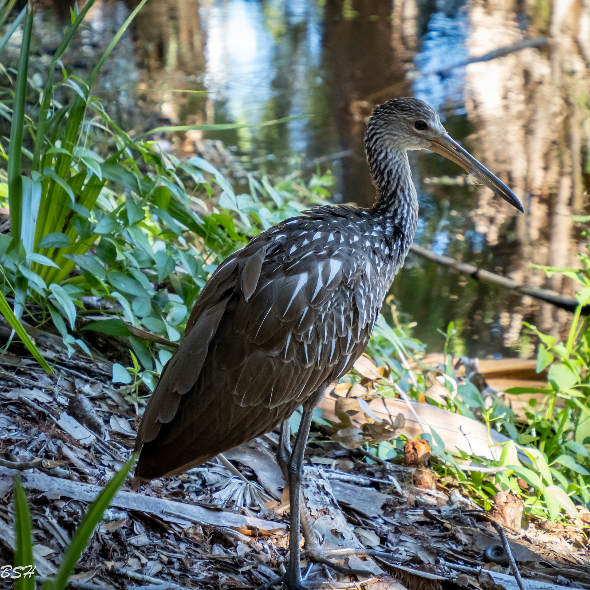 Limpkin