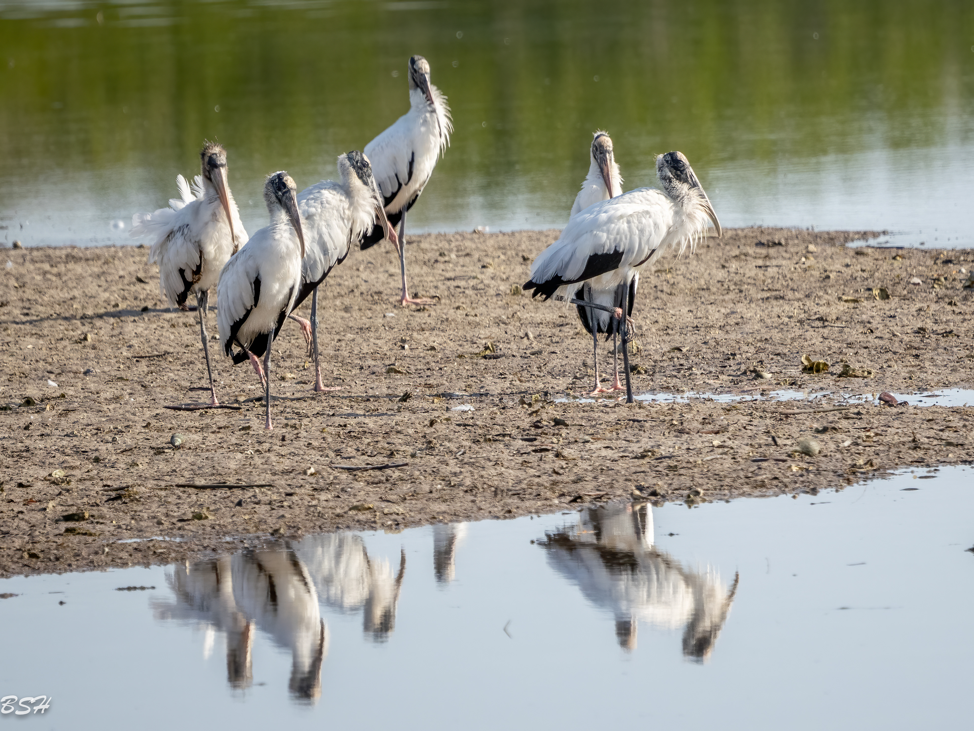 Woodstork