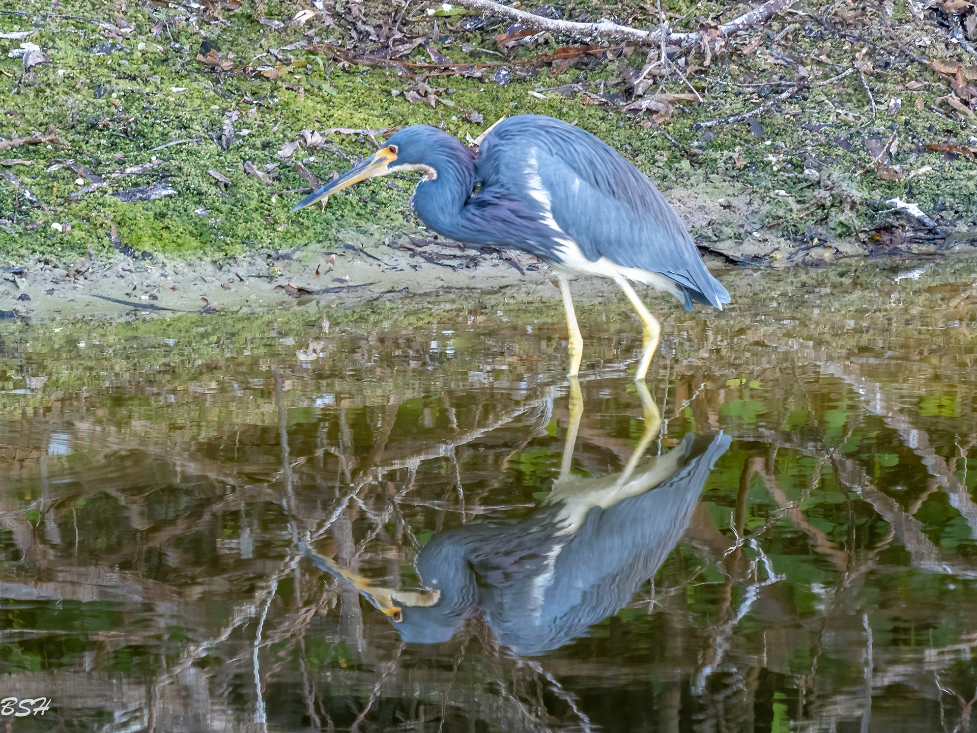 Tri Colored Heron