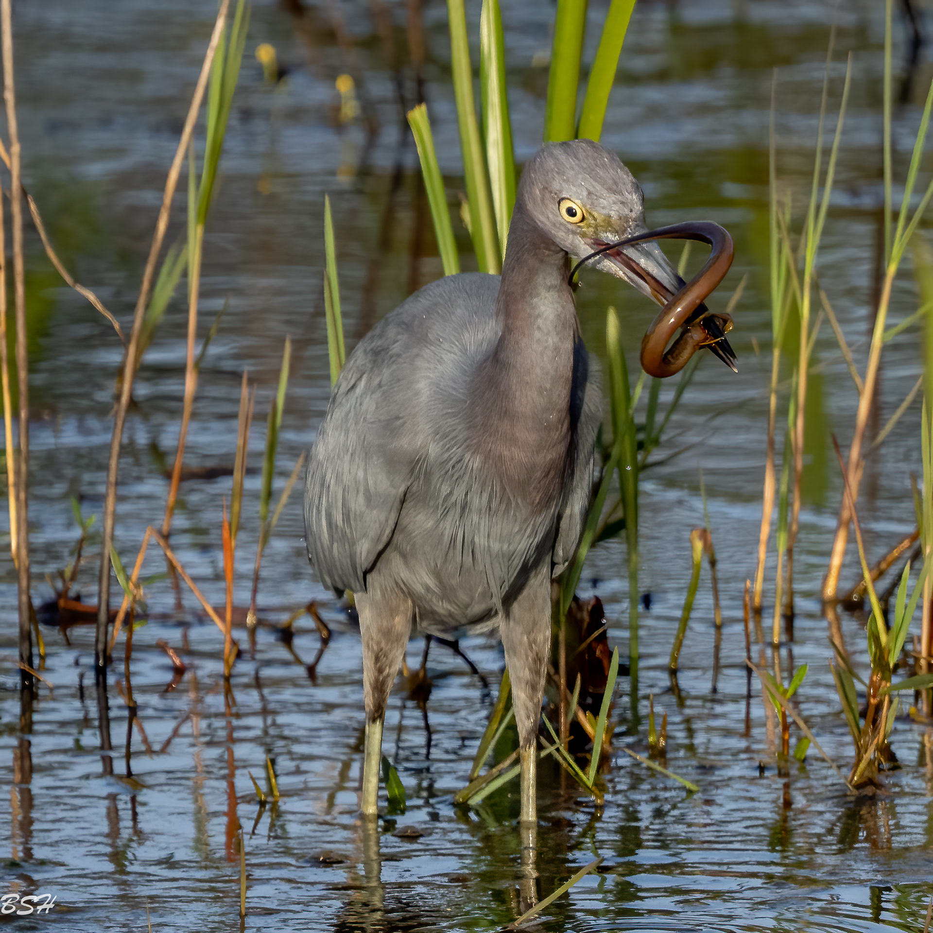 Little Blue Heron