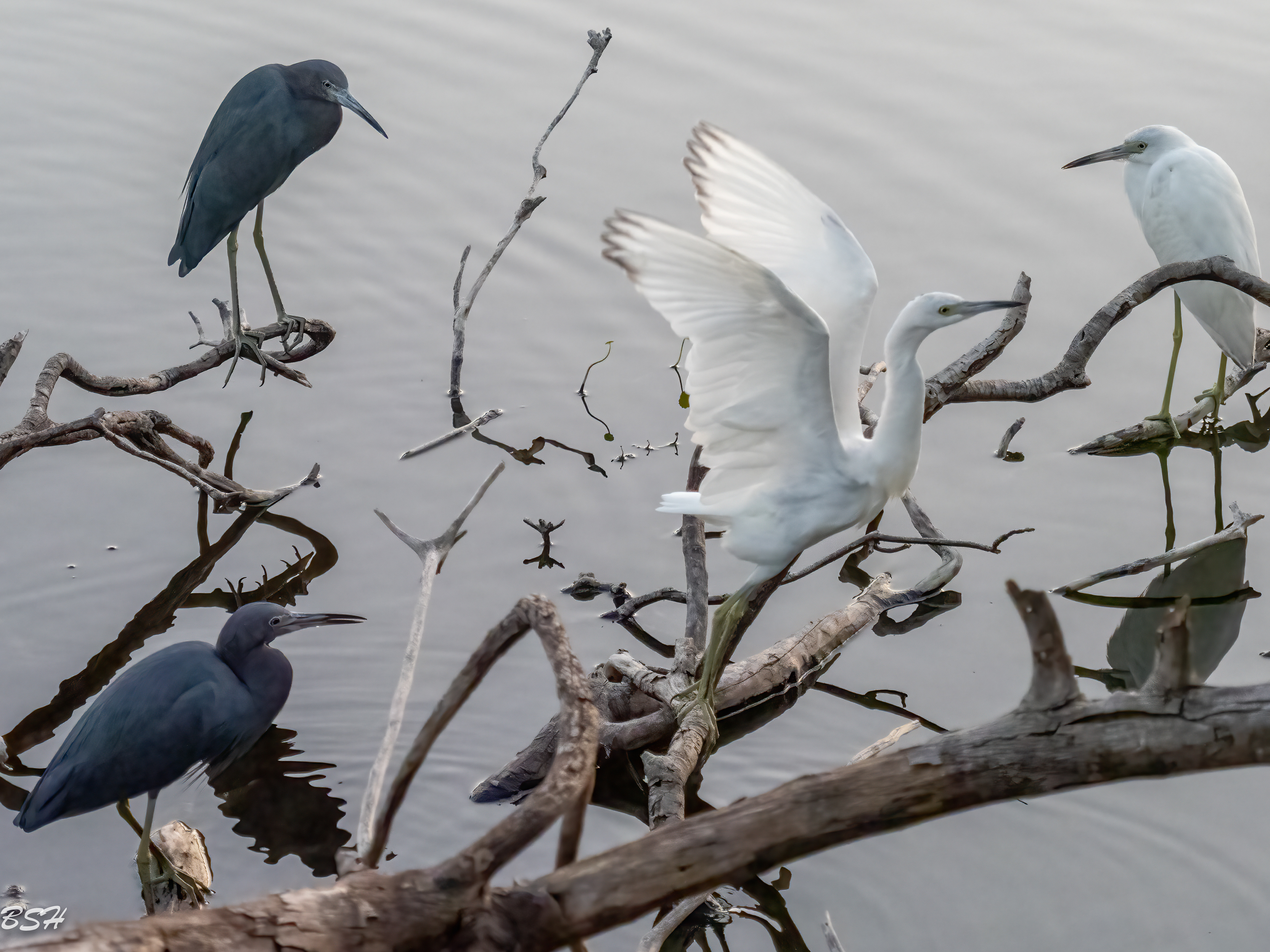 Little Blue Heron