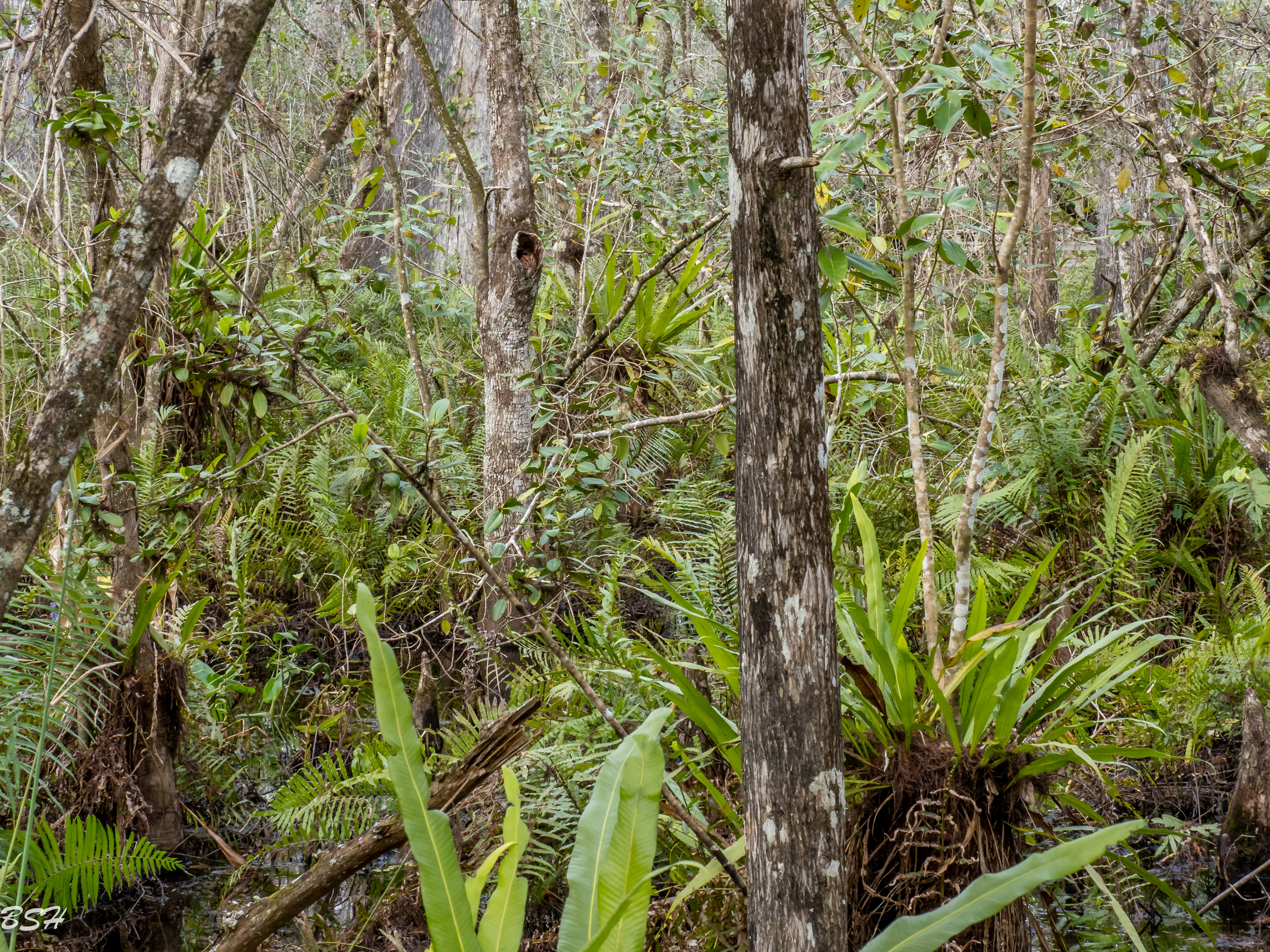 Look close for the Eastern Screech Owl