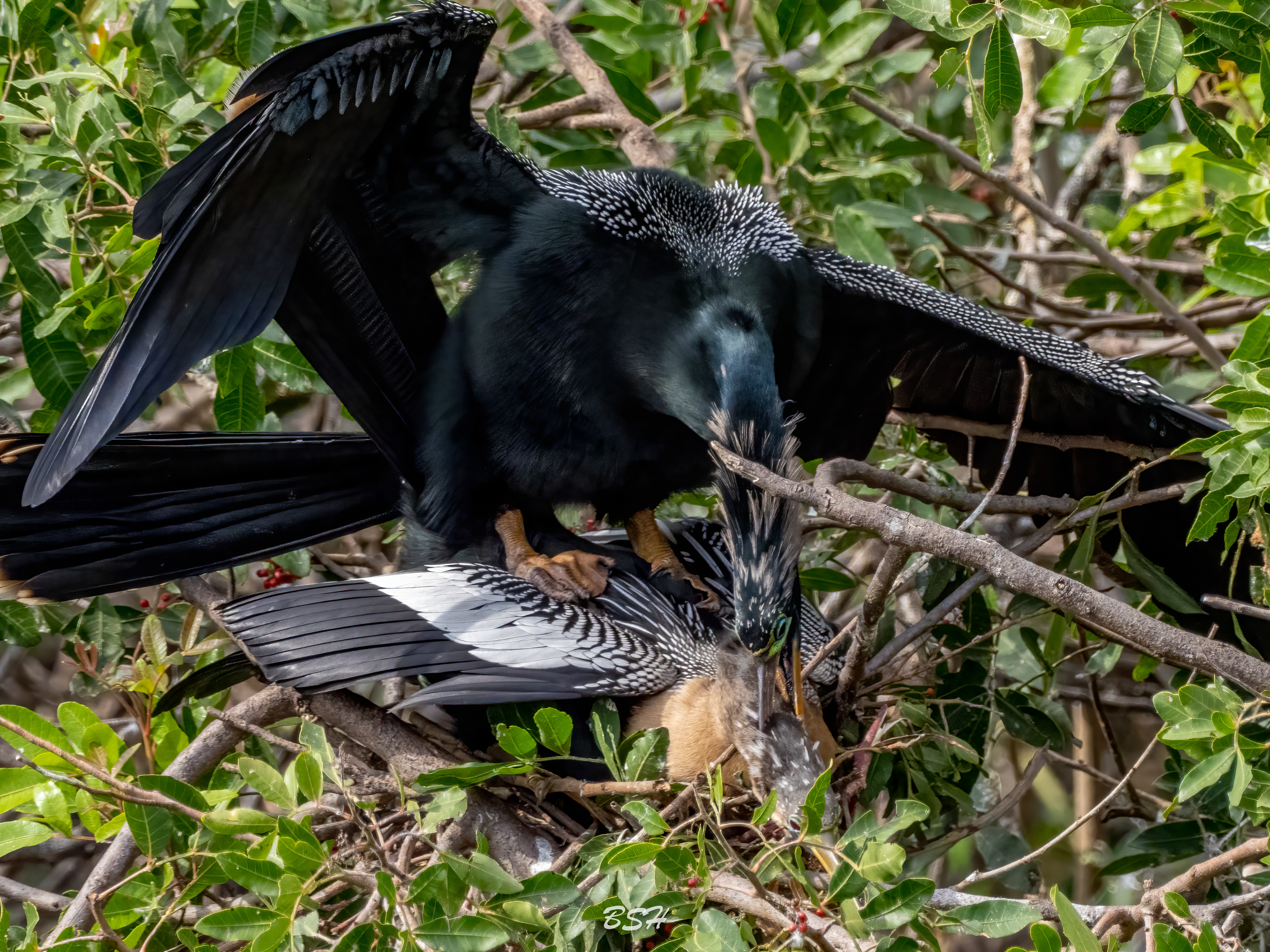 Anhingas mating