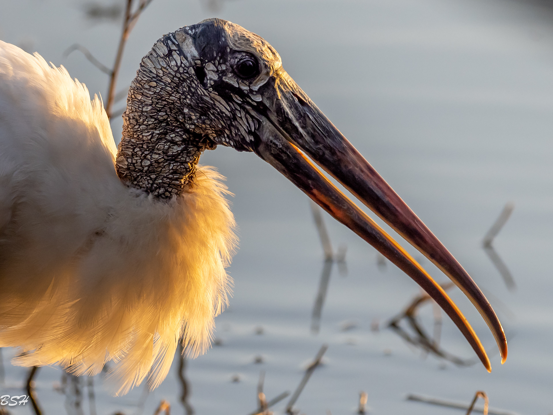 Woodstork