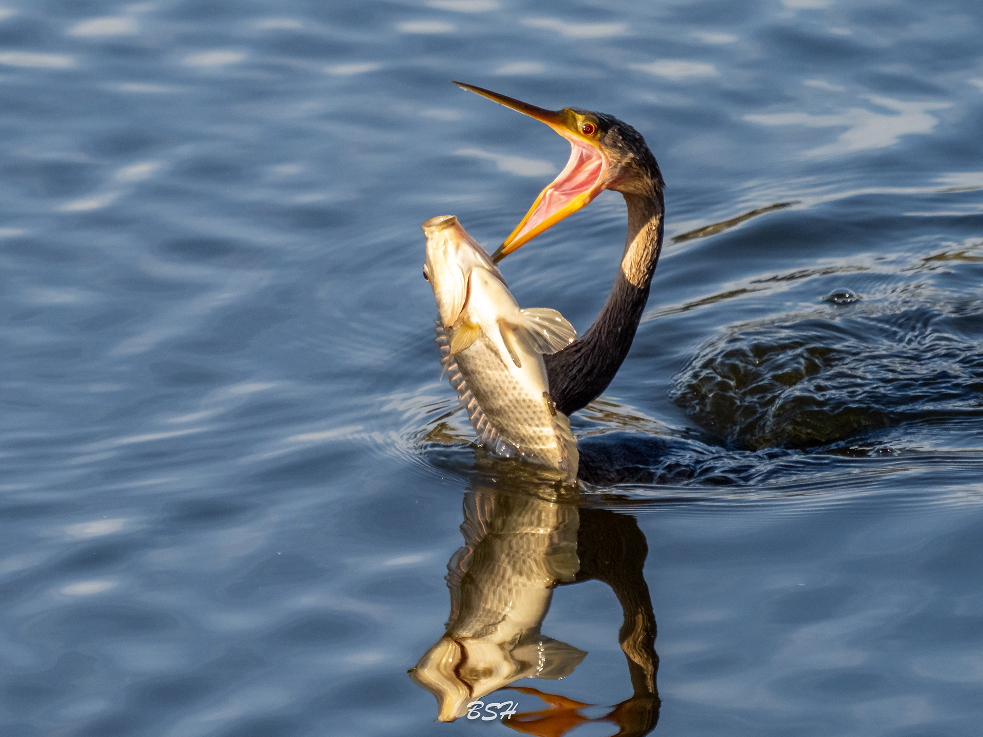 Fresh Catch!